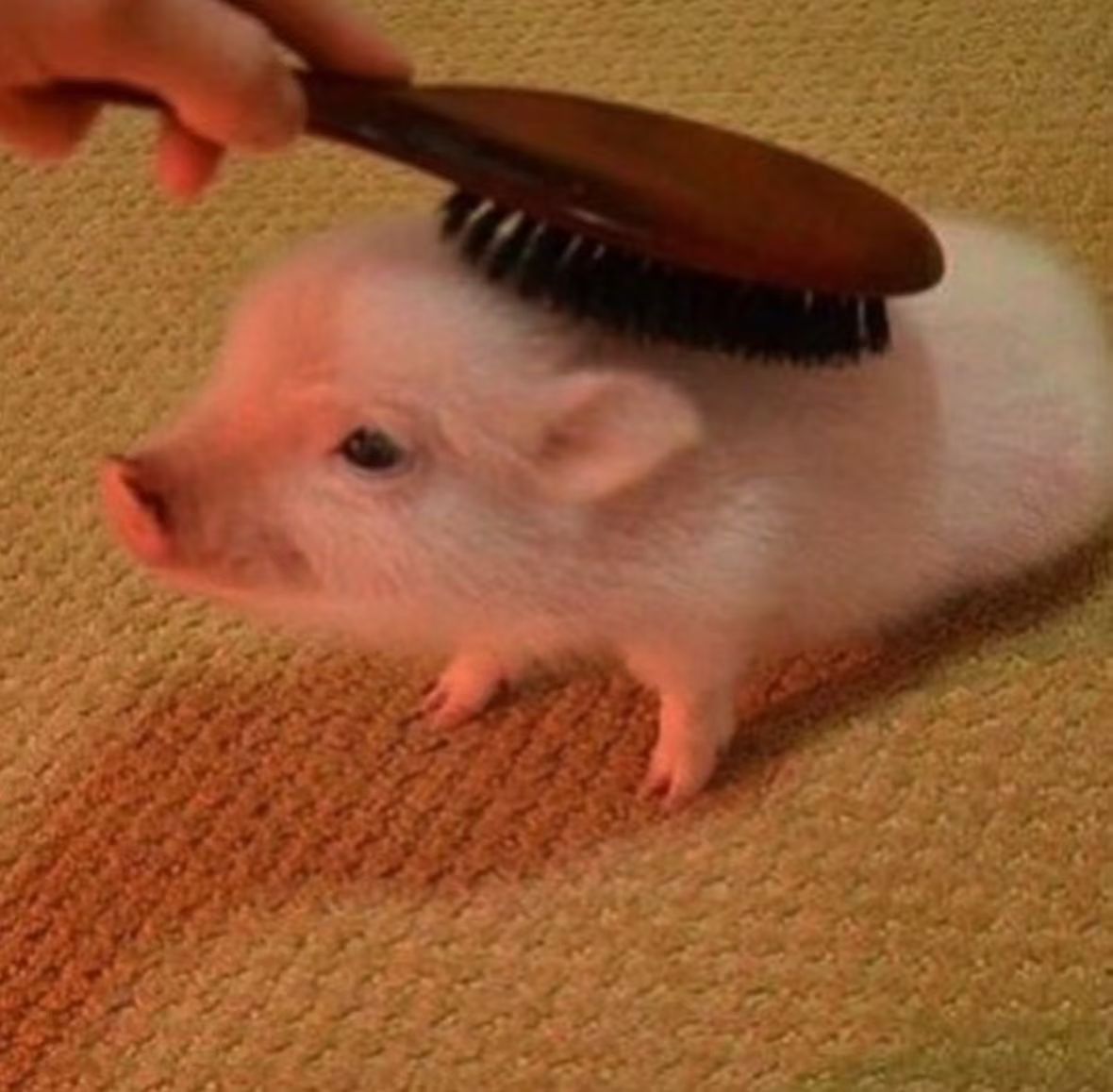 梳梳小猪毛 呼噜呼噜吓不着 