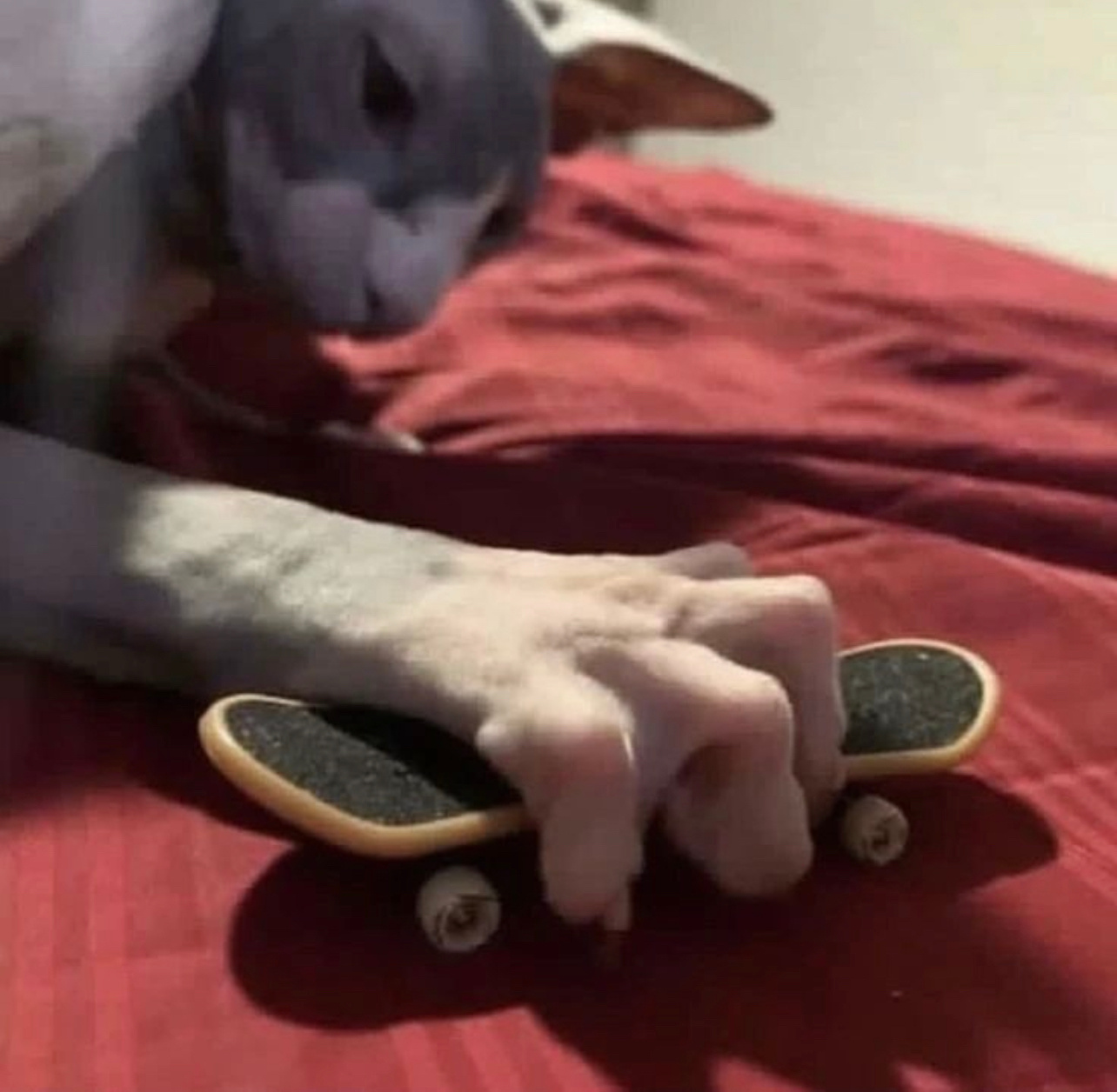指尖滑板🛹 ​​​