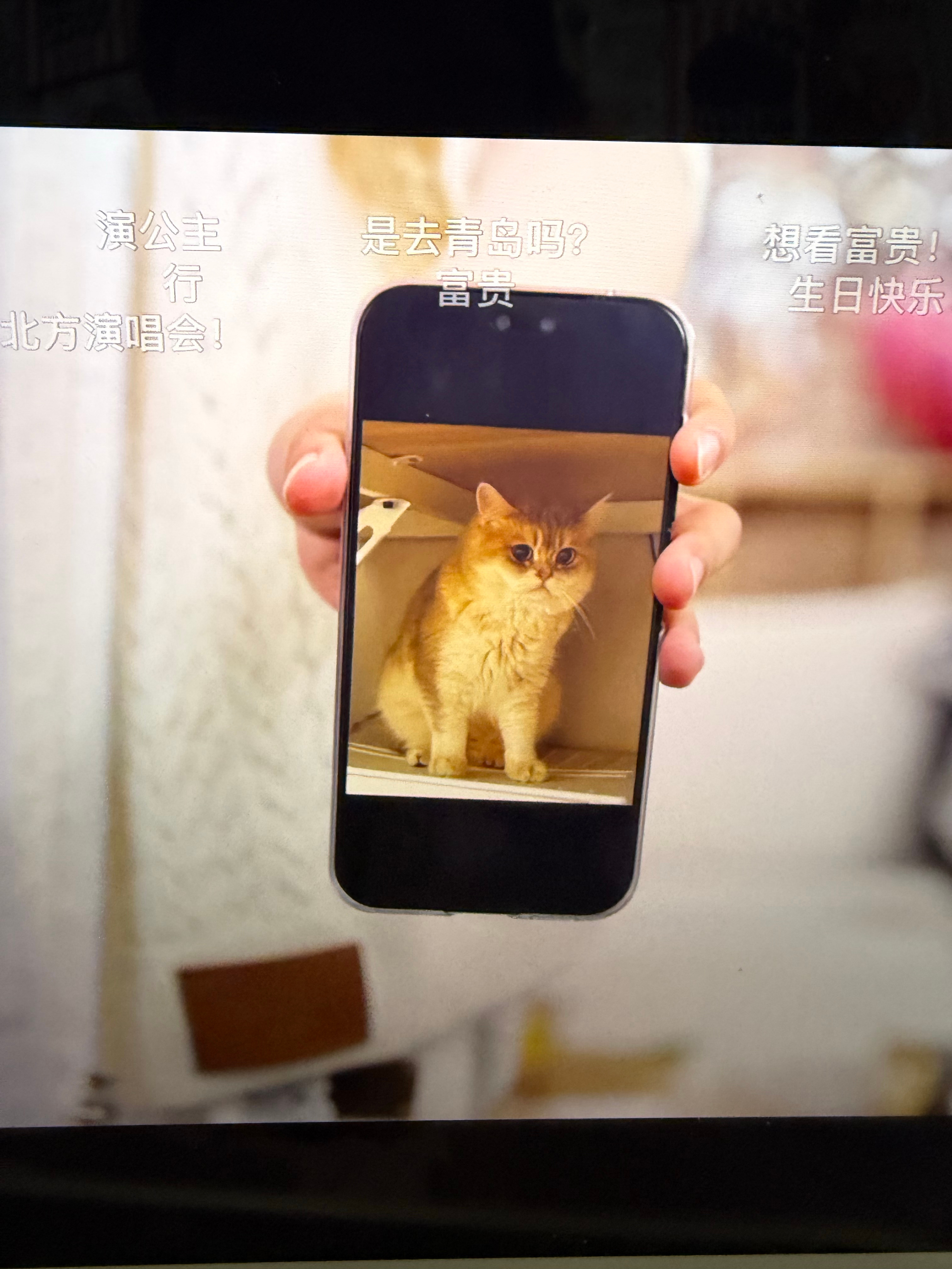 小胖猫！ 