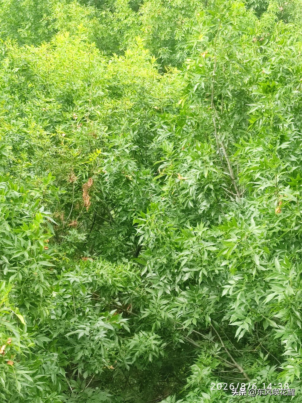 老天爷也是跟人逗闷子，这两天一到下午就下雨。昨天下的大，哗哗的下了不到一小时，下