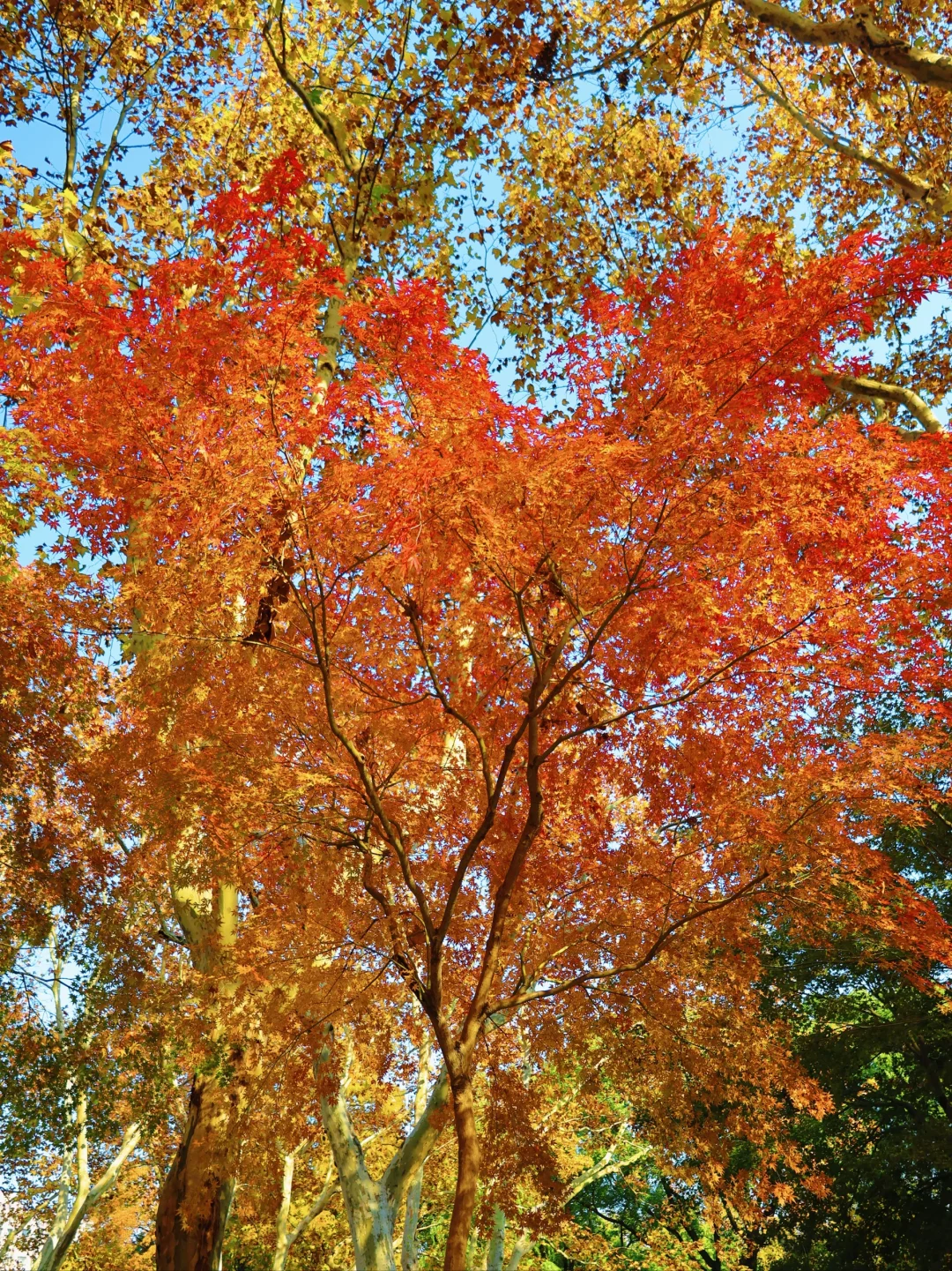 2024.12.2实拍🍁鲁迅公园秋日浓度播报