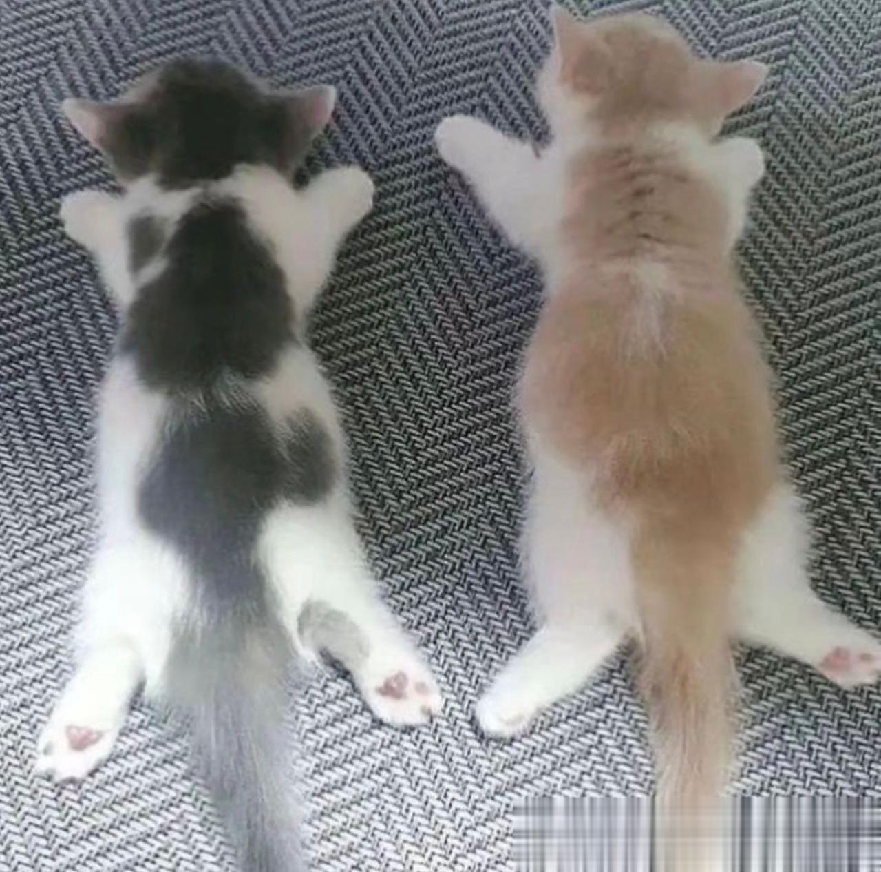 晚安，🐱好梦~
#猫咪大明星# #萌宠# #笑死人不偿命# [来看我]