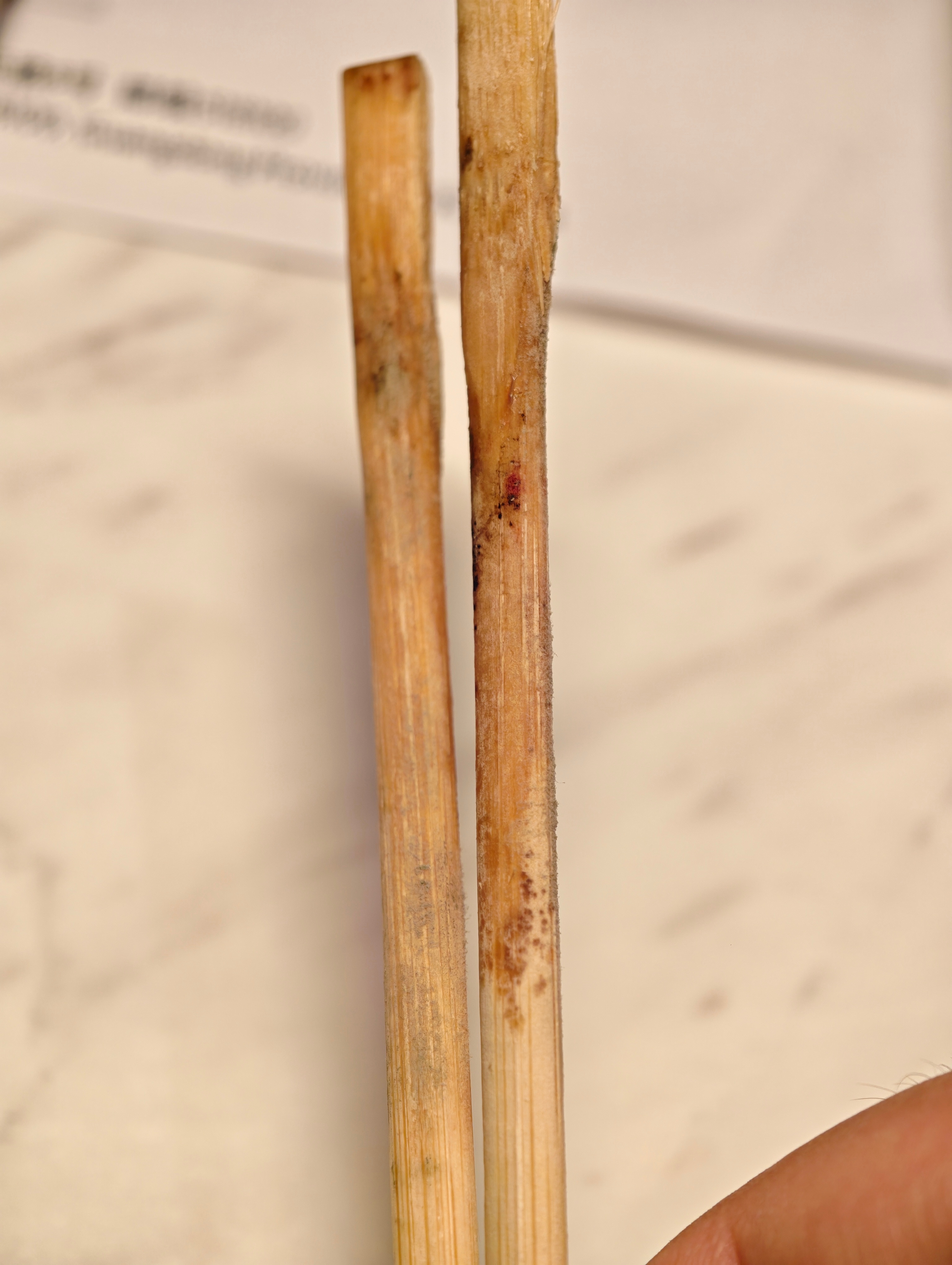 点外卖还是注意一下餐具卫生，卧槽都长毛了，最后拿酒店的叉子吃的…… ​​​
