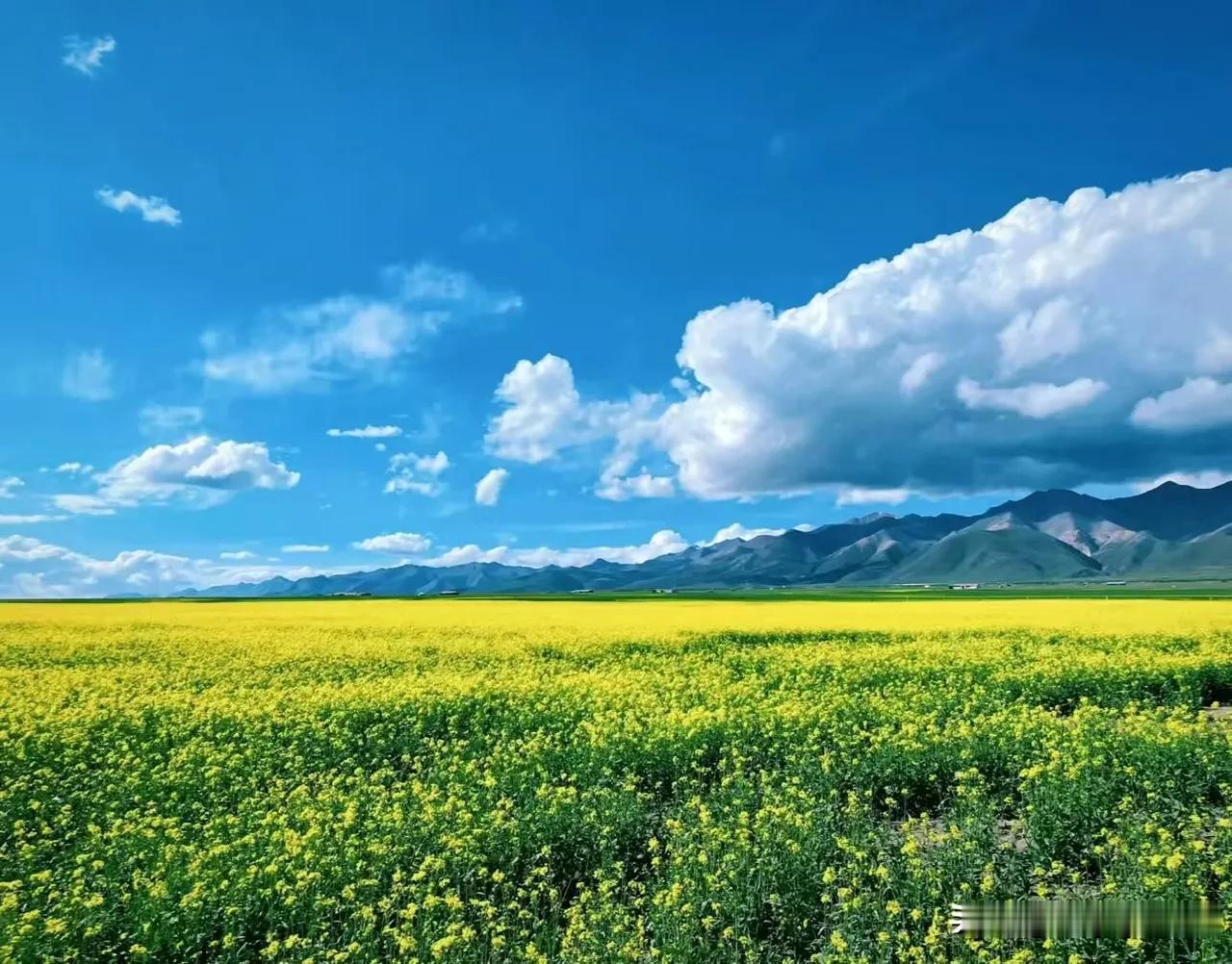 站在这片风景里，金黄花海随微风轻晃，蓝天白云作伴，群山在远方沉默又壮阔，烦恼被统