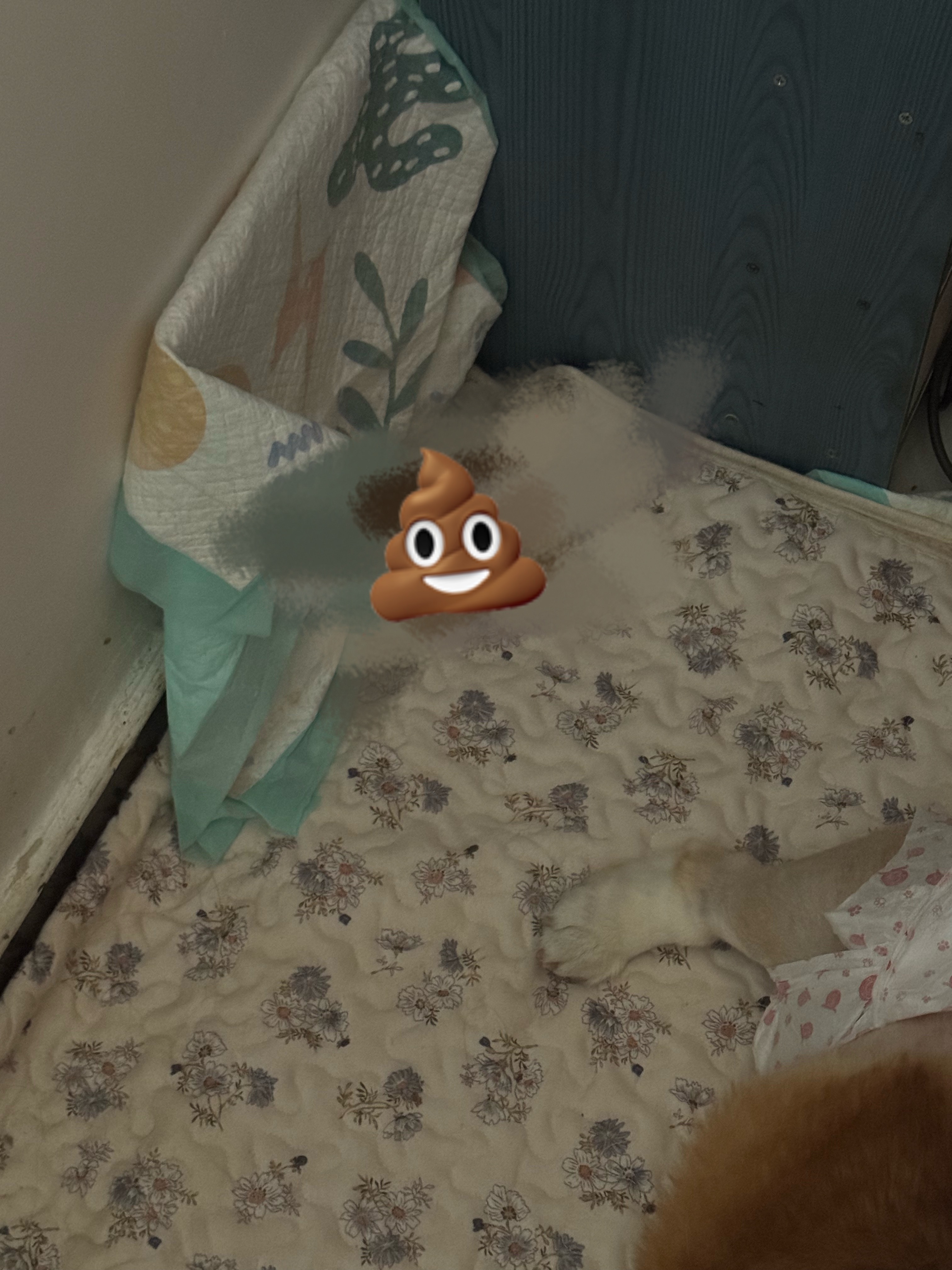 _(¦3」∠)_ 我从来不向命运低头……我直接下跪扑街……我这儿窜的死去活来的…