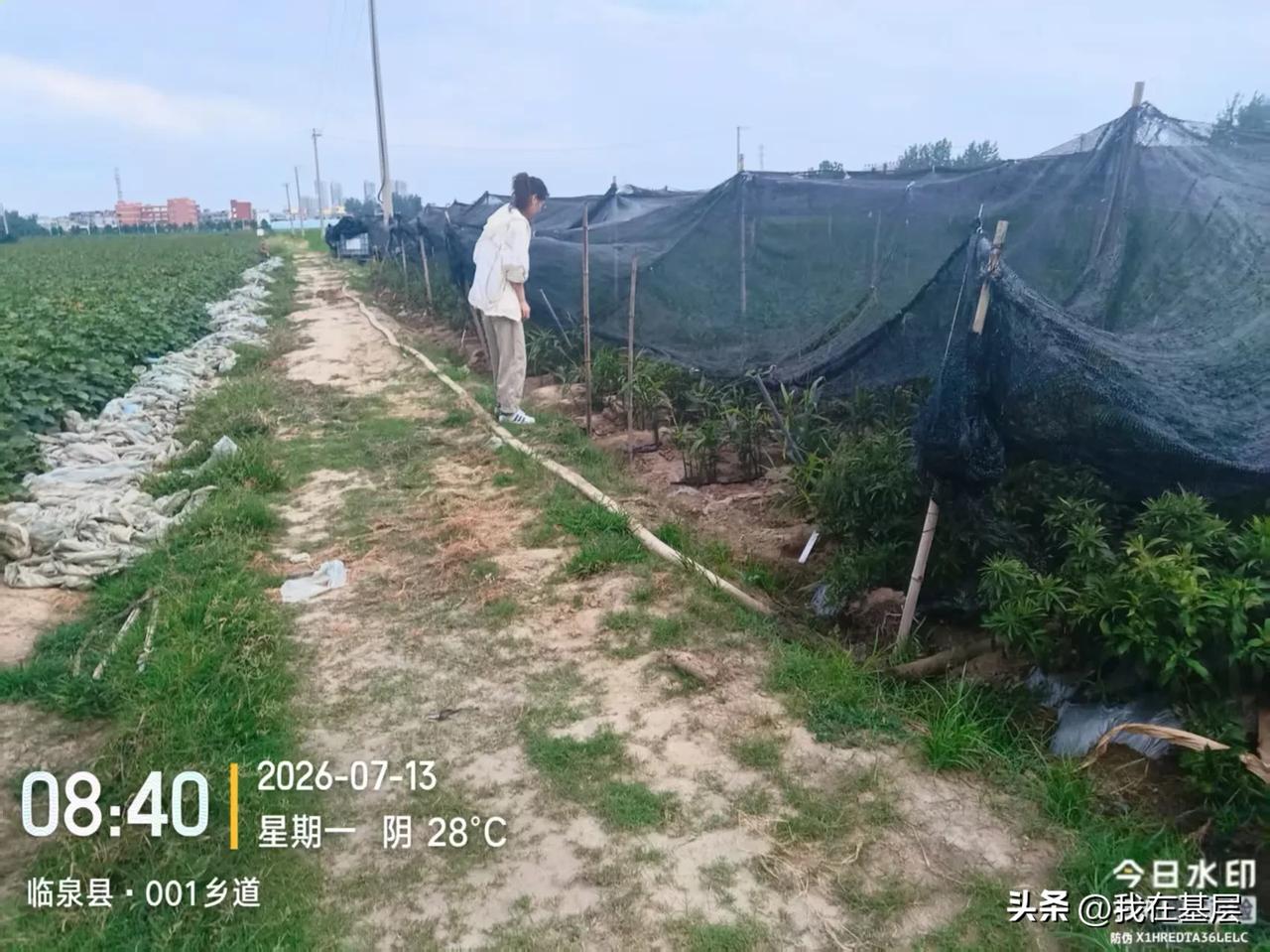 临泉县周五下了一场雨，雨量大，但是下的时间很短，地里的庄稼干旱情况严重，那场雨也