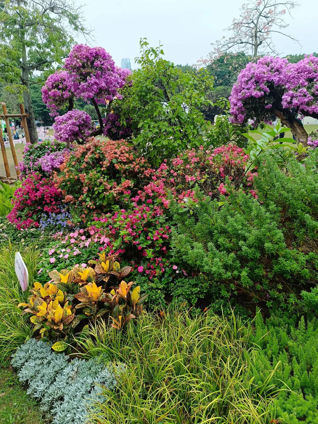 南国风光，冬日花海，
绚烂绽放，色彩斑斓，
美不胜收！🌸🌸🌸
绚烂开放的花
