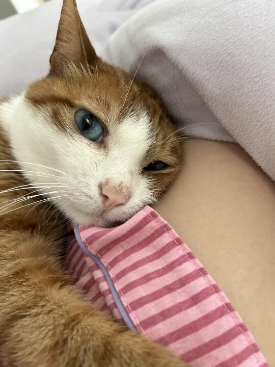 猫 人很热……