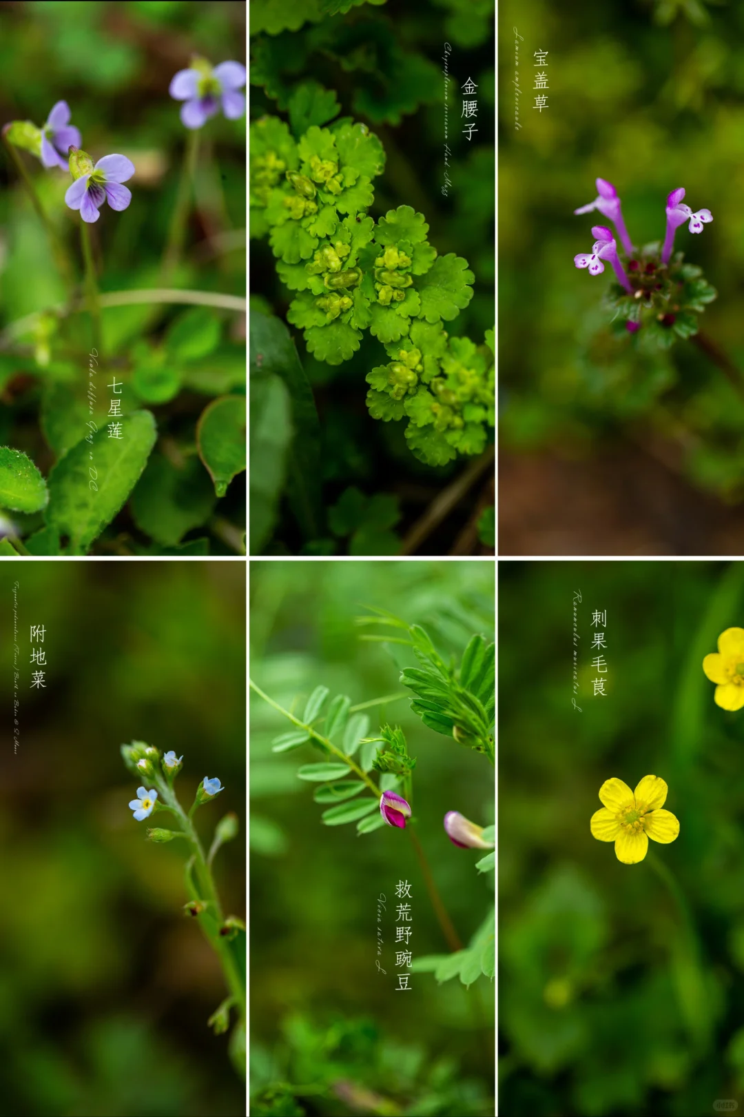 三月的小草也开花——江南植物摄影图鉴16