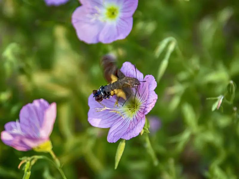 上联：栽花静待蝶蜂至；
下联：育草方得骏马来。