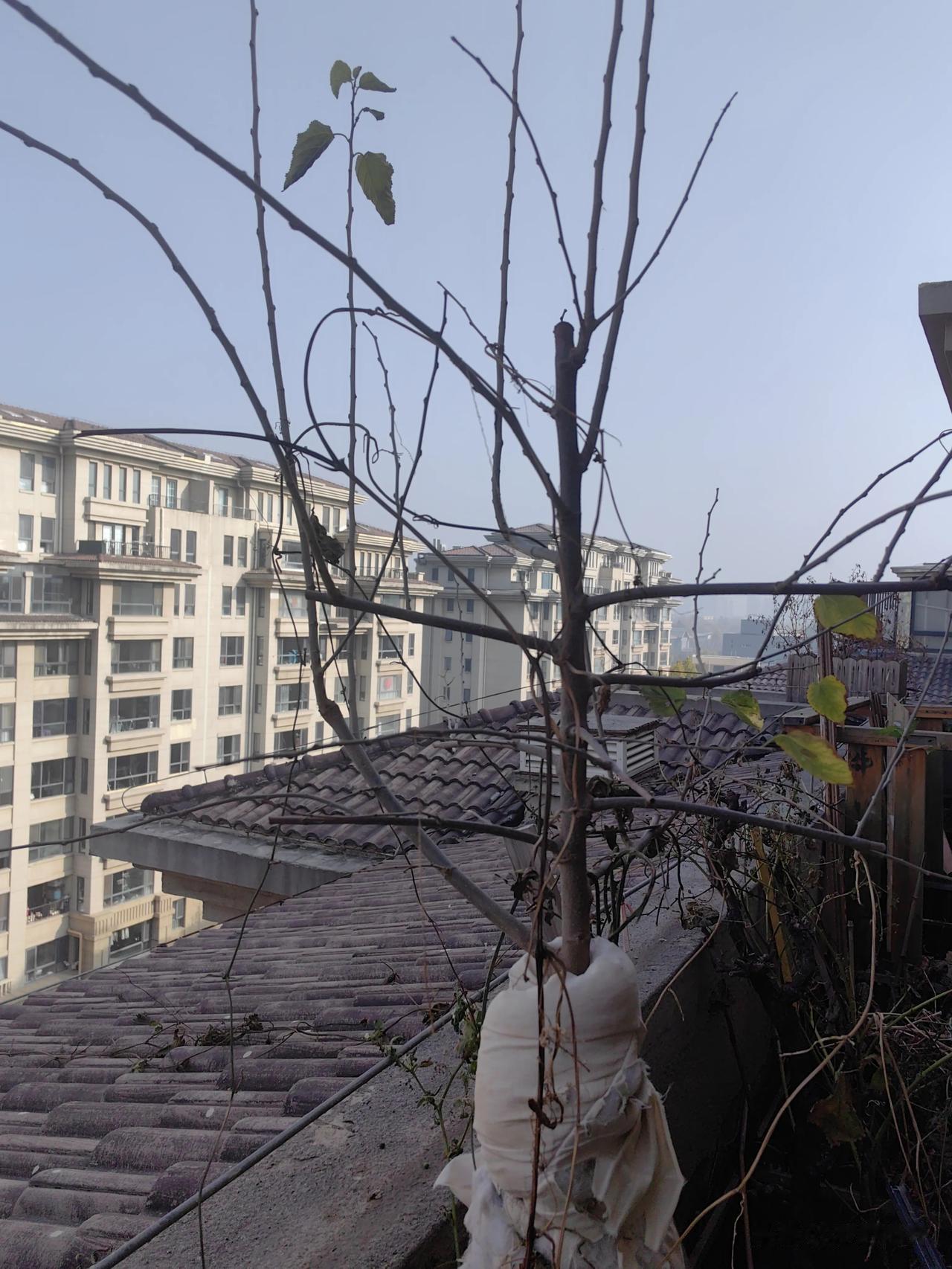 #一张图证明你的城市已经入冬#看，我家阳台上的小树已经落叶。

为了能够让它平安