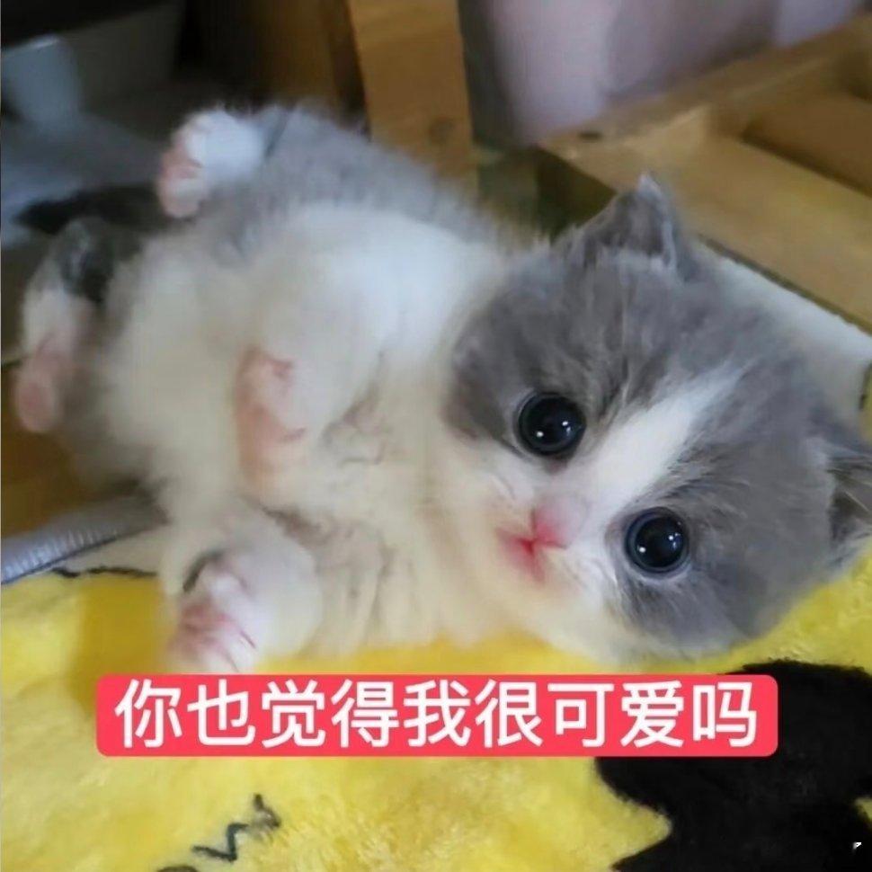 小猫表情包分享。 