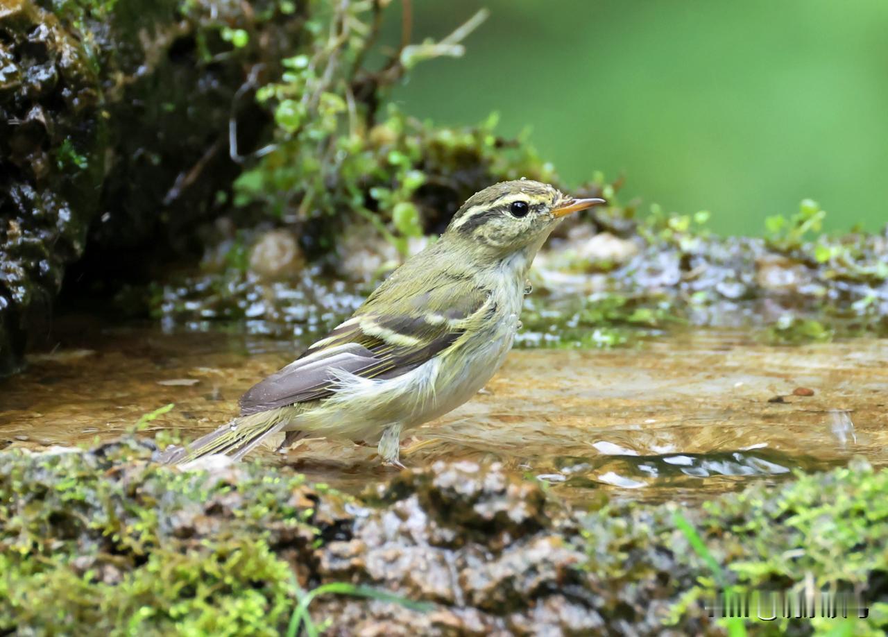 又见黄眉柳莺！
柳莺有数十种之多，这只是其中的一种------黄眉柳莺。柳莺 分