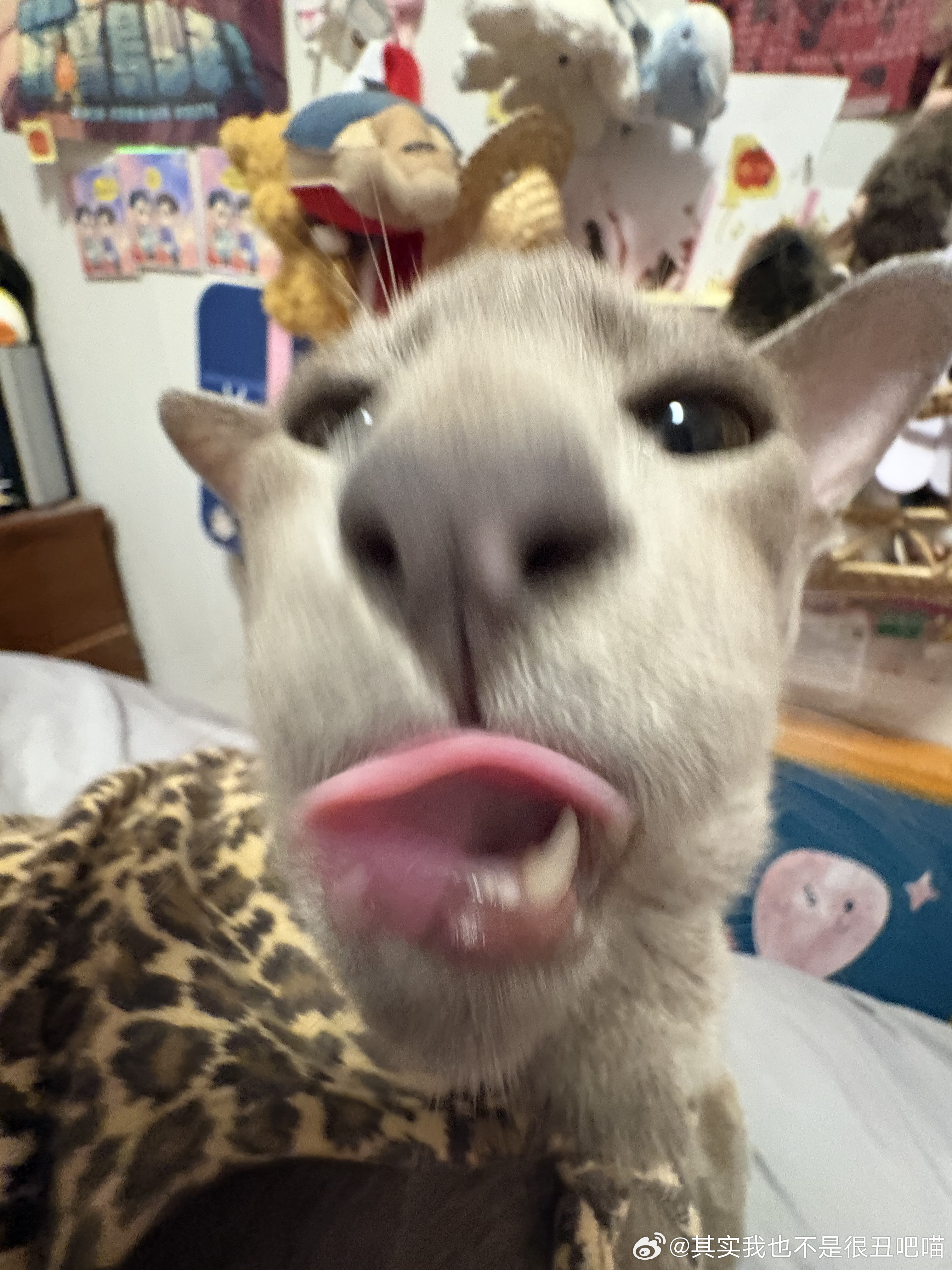 49795【丑猫】想喇吉的出来 