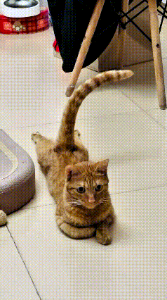 这只大橘猫趴在地上可有意思，前爪稳稳扒着地面，两条后腿抻得笔直，尾巴也翘得直直的