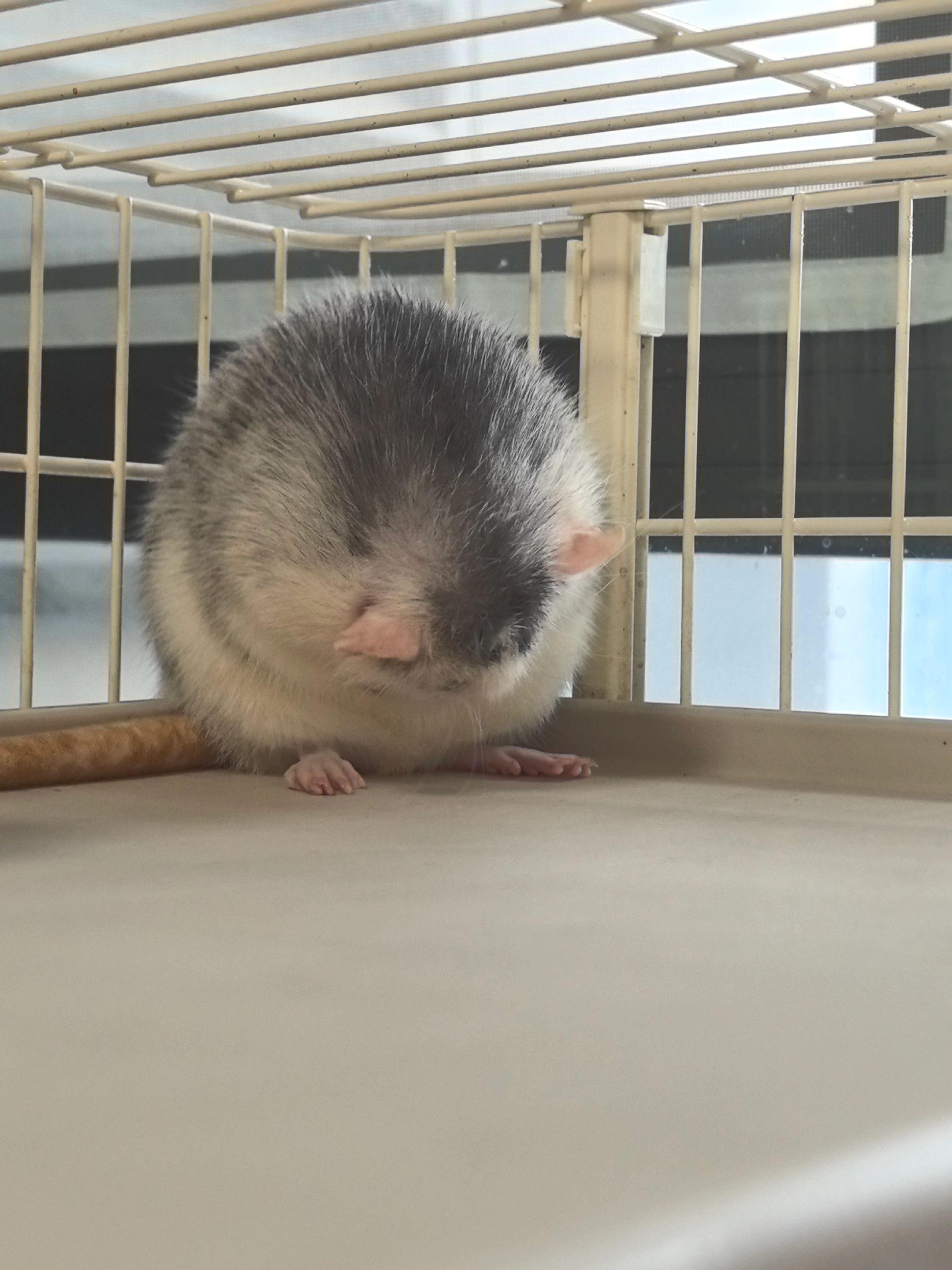 花枝鼠