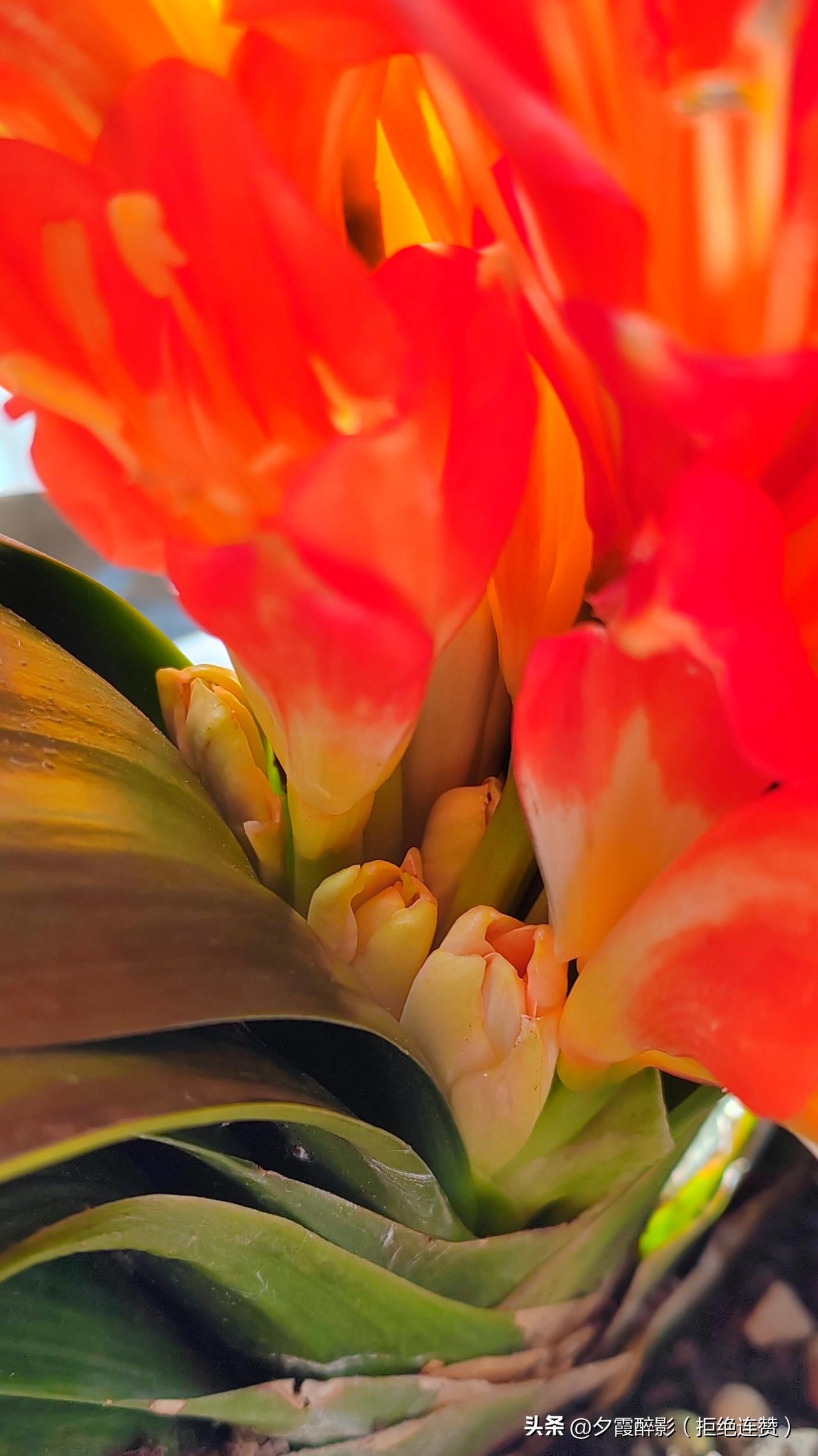 养花大神们，快来帮我看看！我家君子兰这是怎么了？
 
君子兰 养花日常 家庭园艺