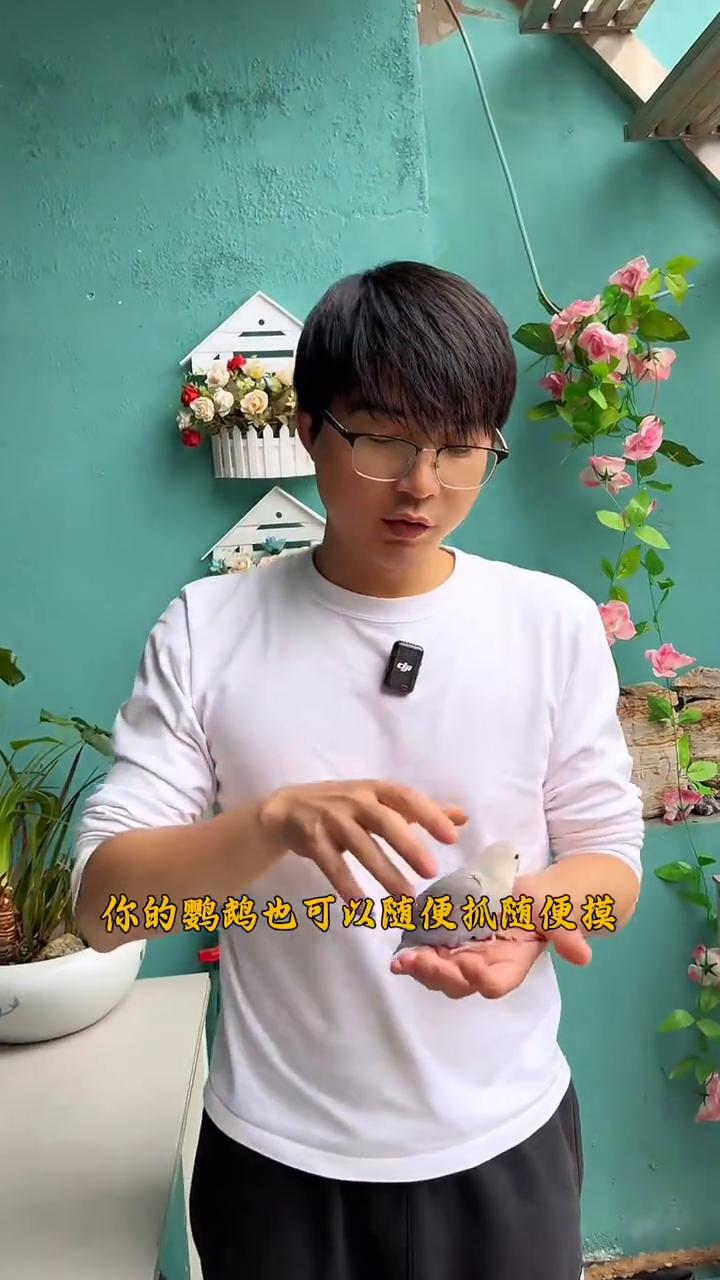 完成五个训练，鹦鹉亲人不怕手。
你的鹦鹉是不是一抓它就跑？完成五个训练，你的鹦鹉