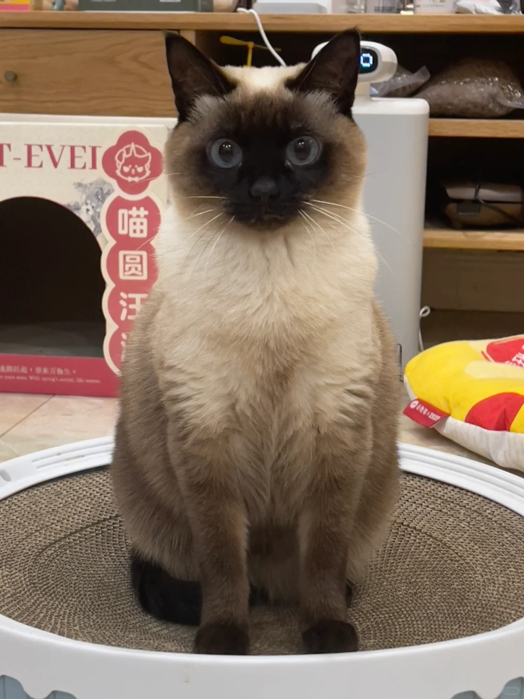 坐姿端庄的黑脸小逻辑猫！