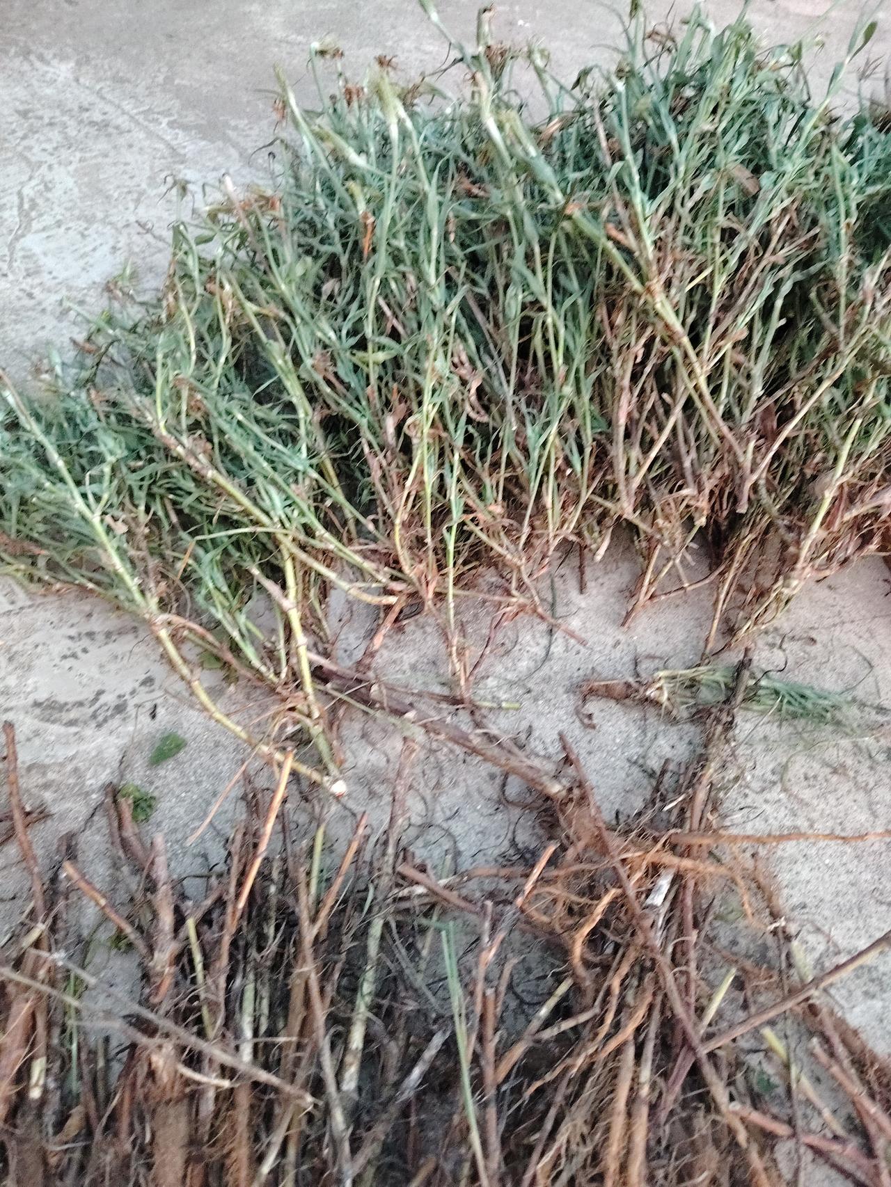 今日头条
一一兔哥
蒜叶婆罗门参，也叫黄花婆罗门，去年收集了小苗做了盆栽和田间栽