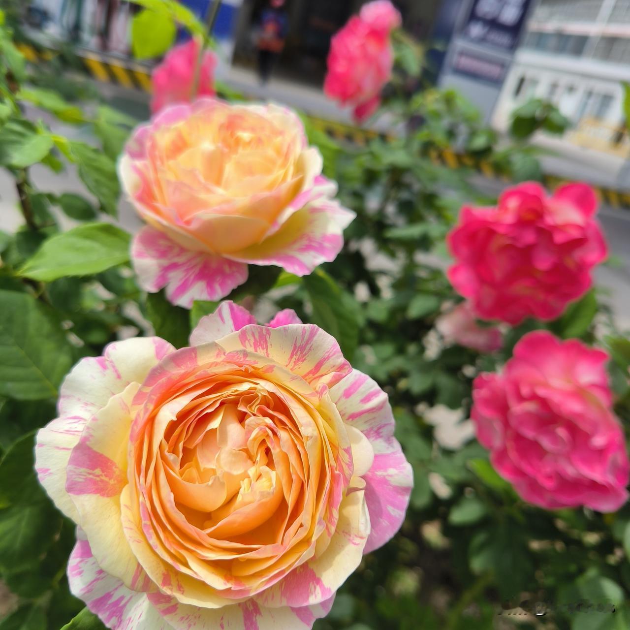 三座大山压得人失眠

昨天上午，我看见茶几上的咖啡，突然脑袋抽筋，给自己冲了一杯