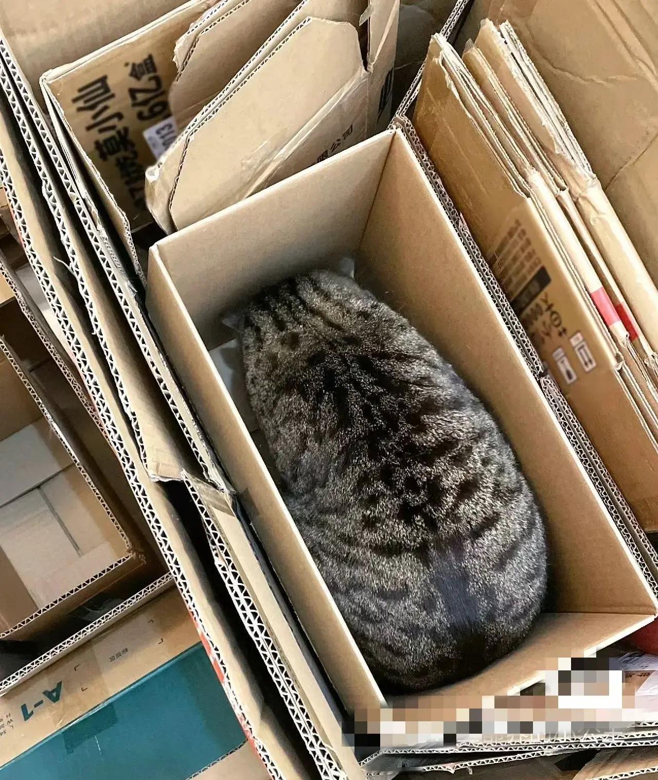 躲纸箱里差点被收废品的收走[捂脸][捂脸]