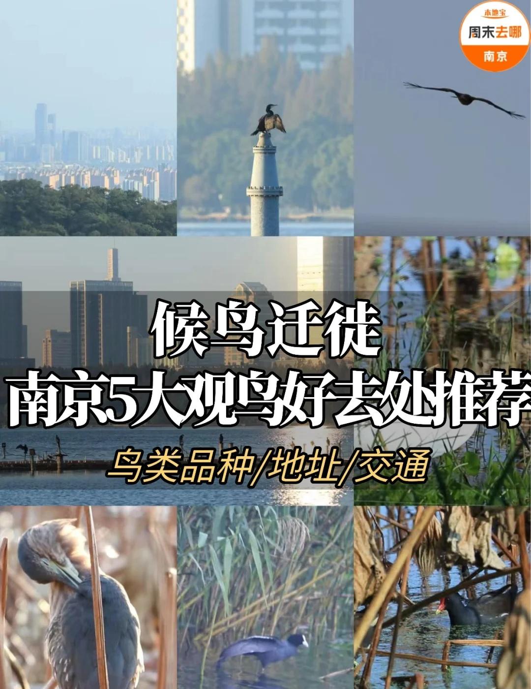 🪶秋冬季候鸟迁徙，南京5大观鸟好去处！
1️⃣ 玄武湖
🐦 可看鸟类：鸬鹚、