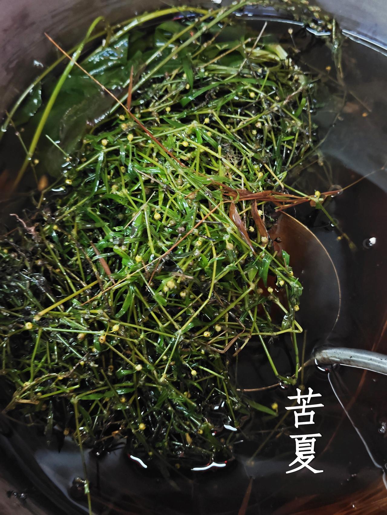 苦夏之——白花蛇舌草车前草凉茶，潮汕食杂店免费赠饮的~