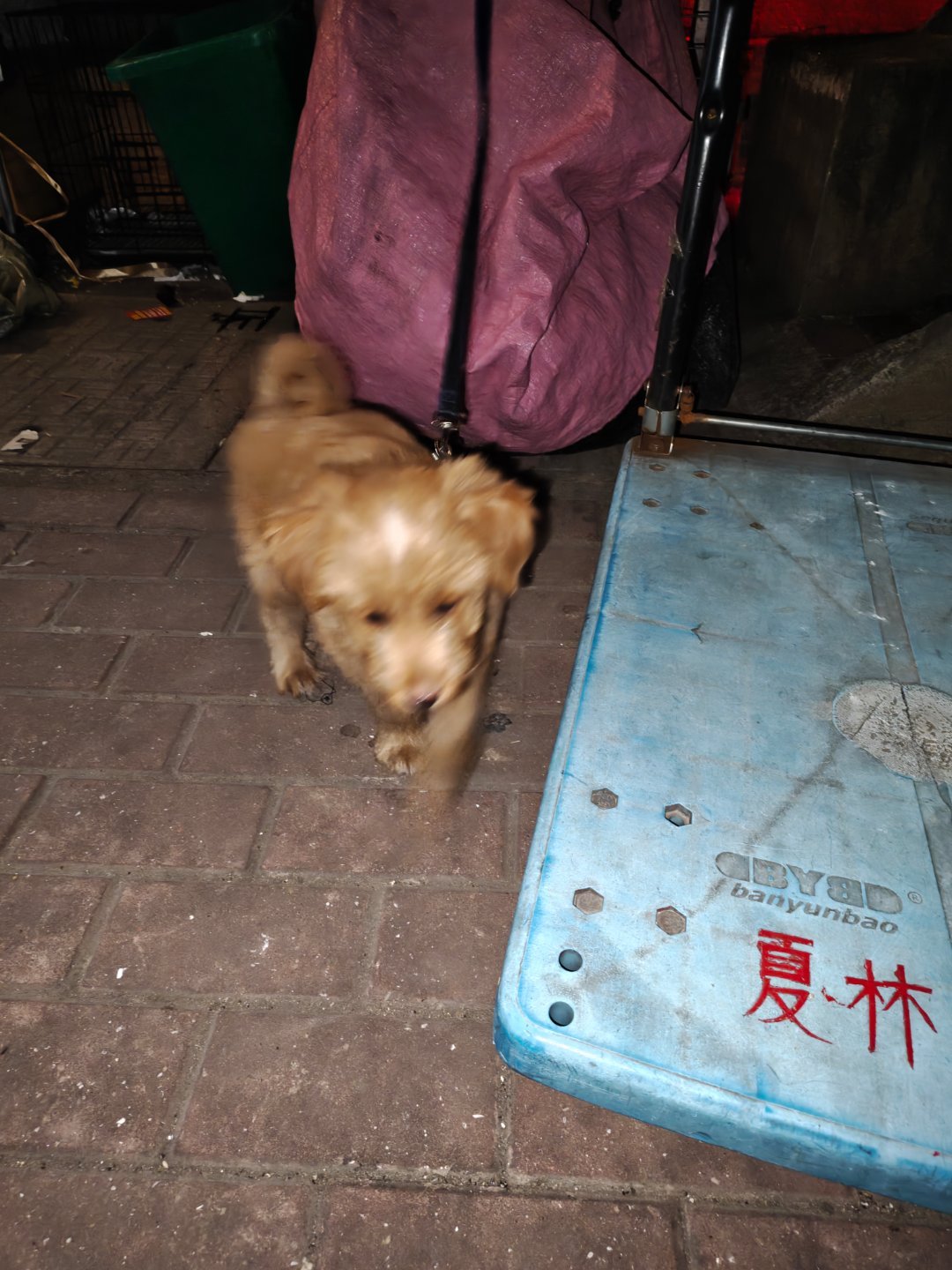隅间圆语很可爱的小狗狗笑死我了 我有点懒 然后找了我所有小狗照片p9凑数p123