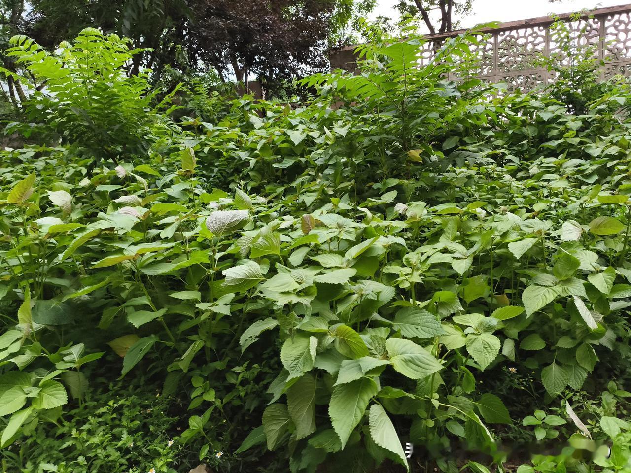 现在小区院子里的绿化都被业主做了私家菜园地。物业看到就当没看到。一个园子里能有多