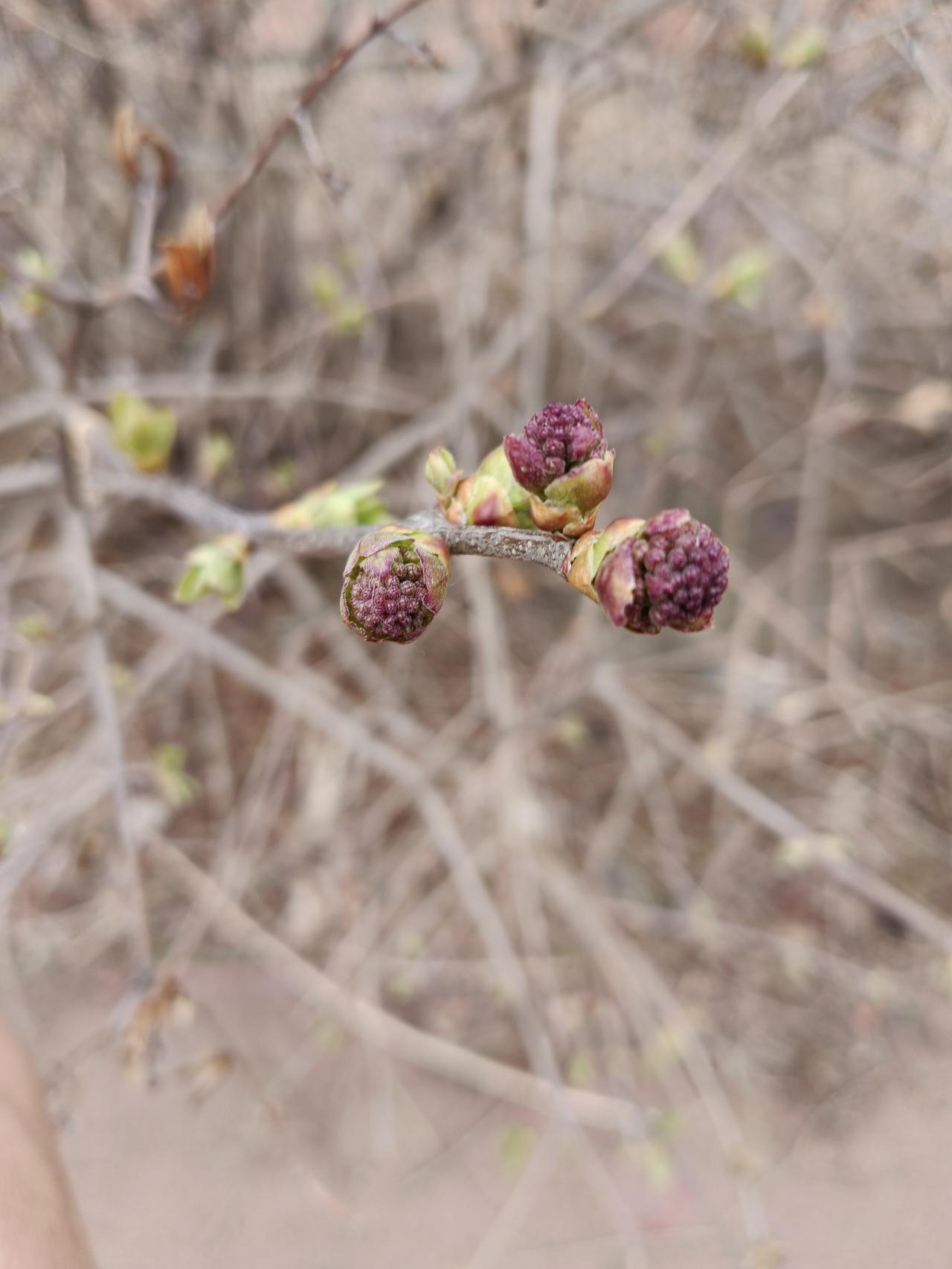 什么叫含苞待放，这就是[赞][赞]