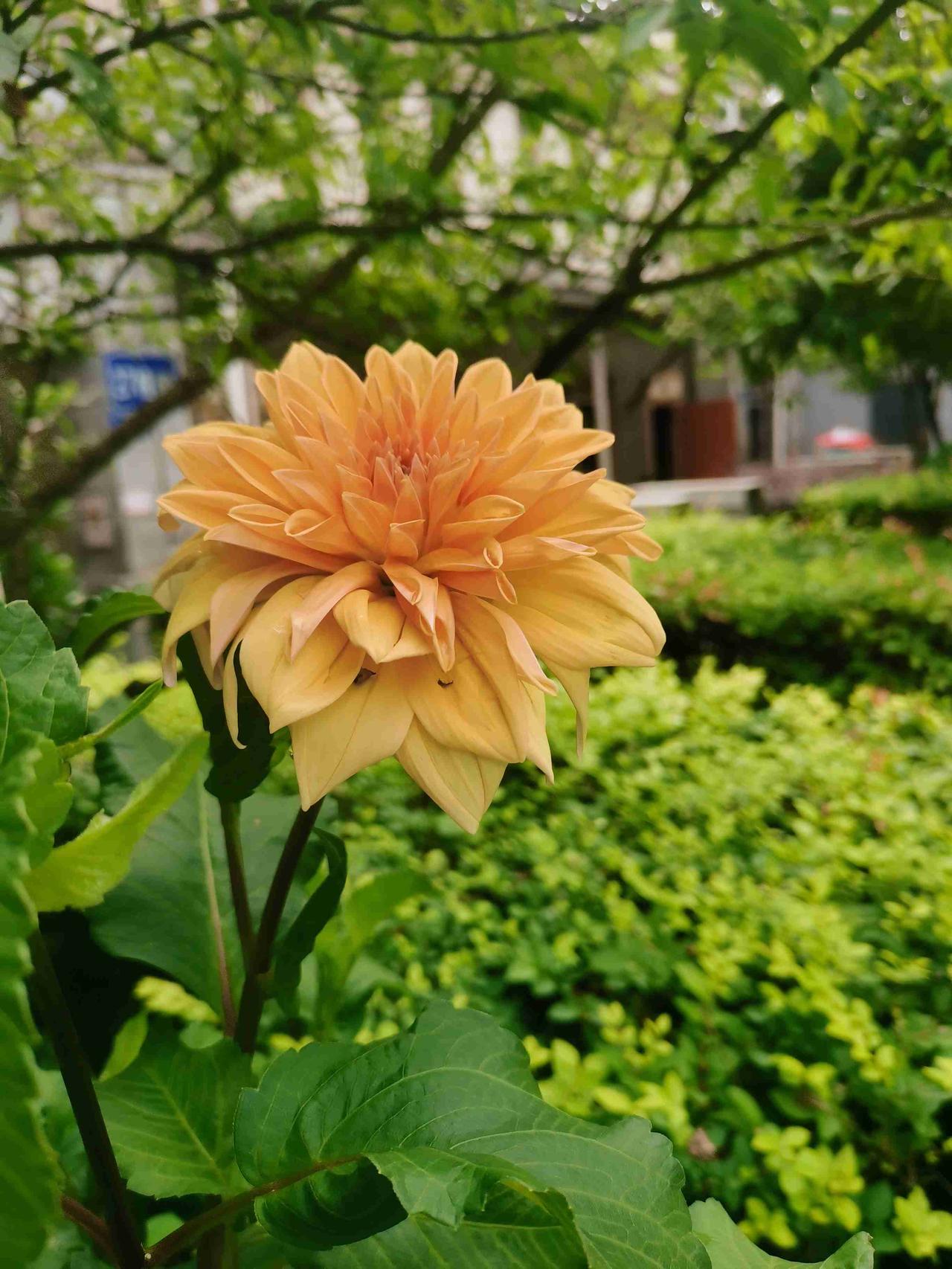 30多度的夏天，风变得热烈，云变得滚烫，闲坐树荫煮清茶，心宁则暑消，心静自生凉，