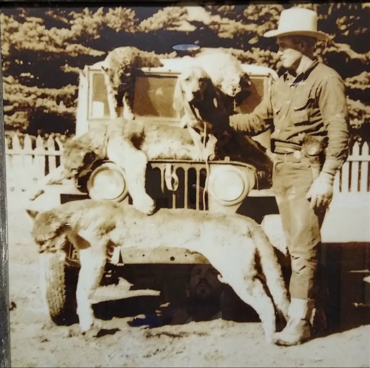 1945 年犹他州，Willis butauph和他猎犬一起。收获颇丰...