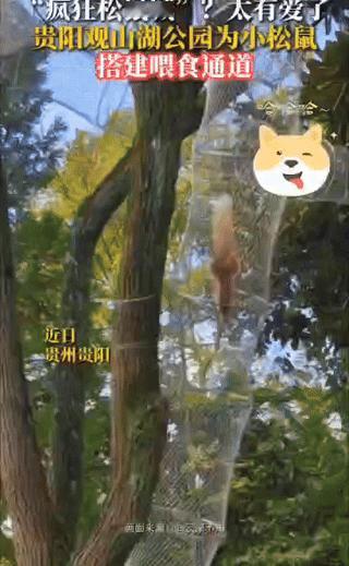 现实版“疯狂动物城”
贵阳观山湖公园内悄然架起的松鼠喂食通道，让毛茸茸的小身影在