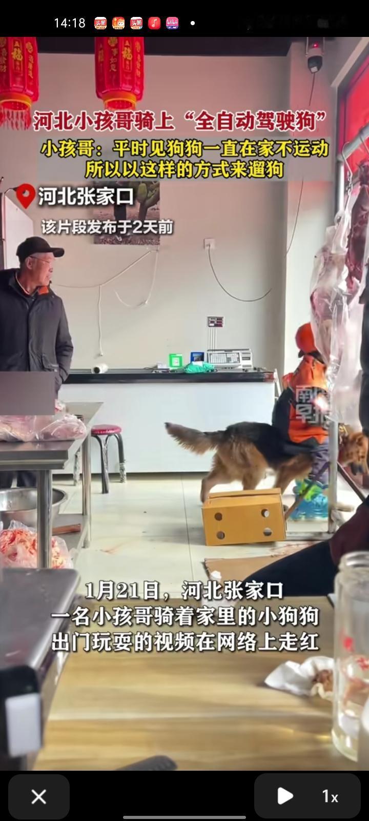 1月22日，张家口市蔚县。小孩哥骑着家里的小狗狗出门玩耍的视频在网络走红，他表示