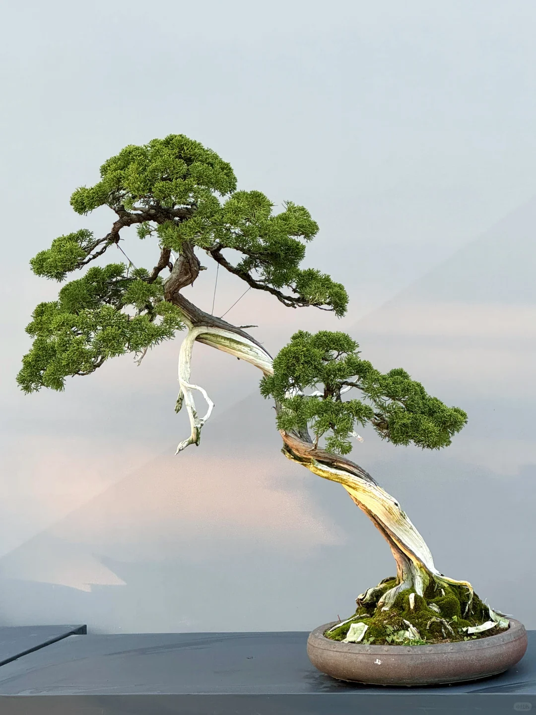 给客户拍的50棵树～其中几颗😂