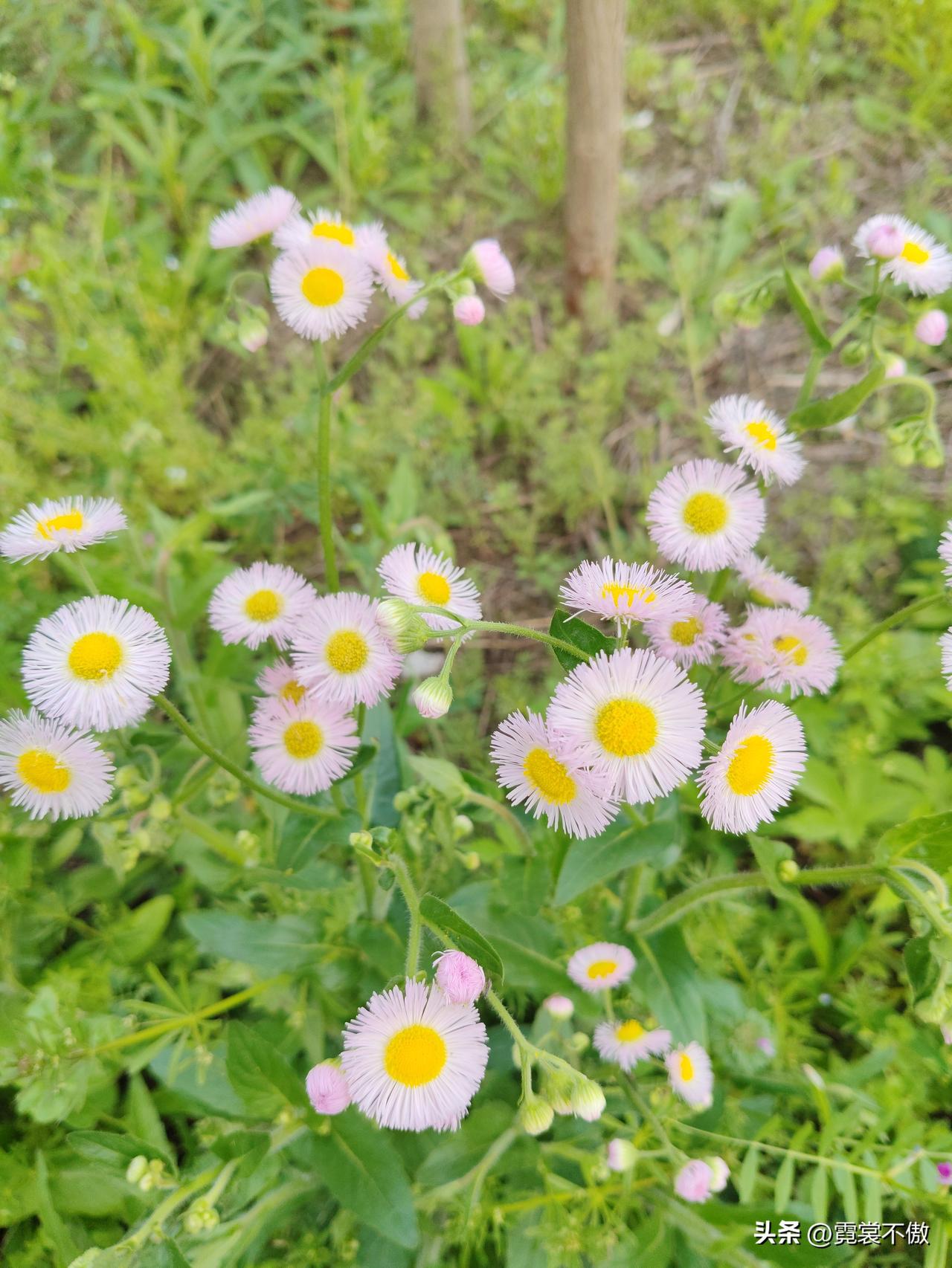 狗尾巴草名字不好听，开的花却魅力四射