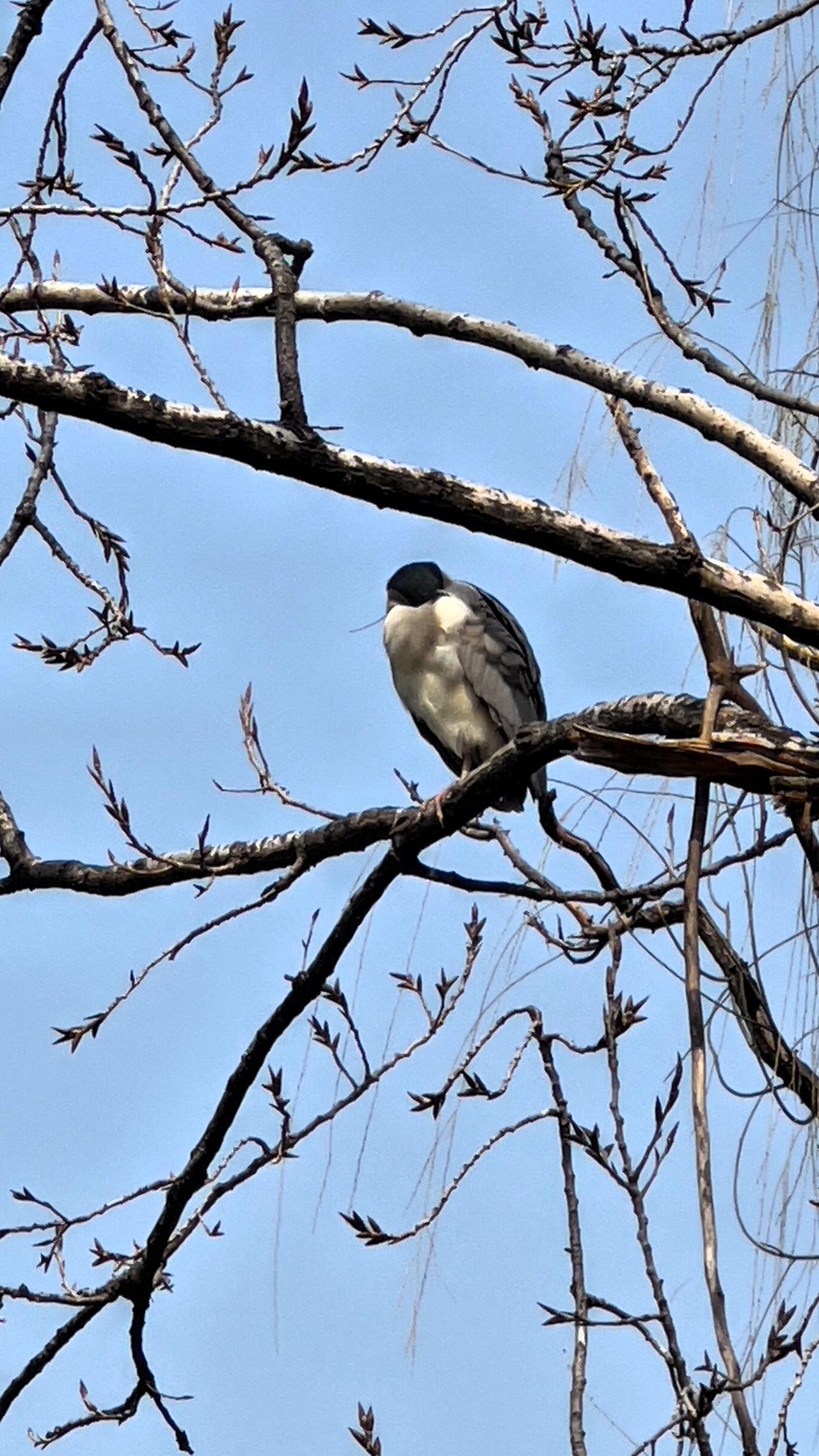 【原创】静谧的午后，一只鸟儿栖息在树枝上，享受着宁静的时光。🌿🐦🍃