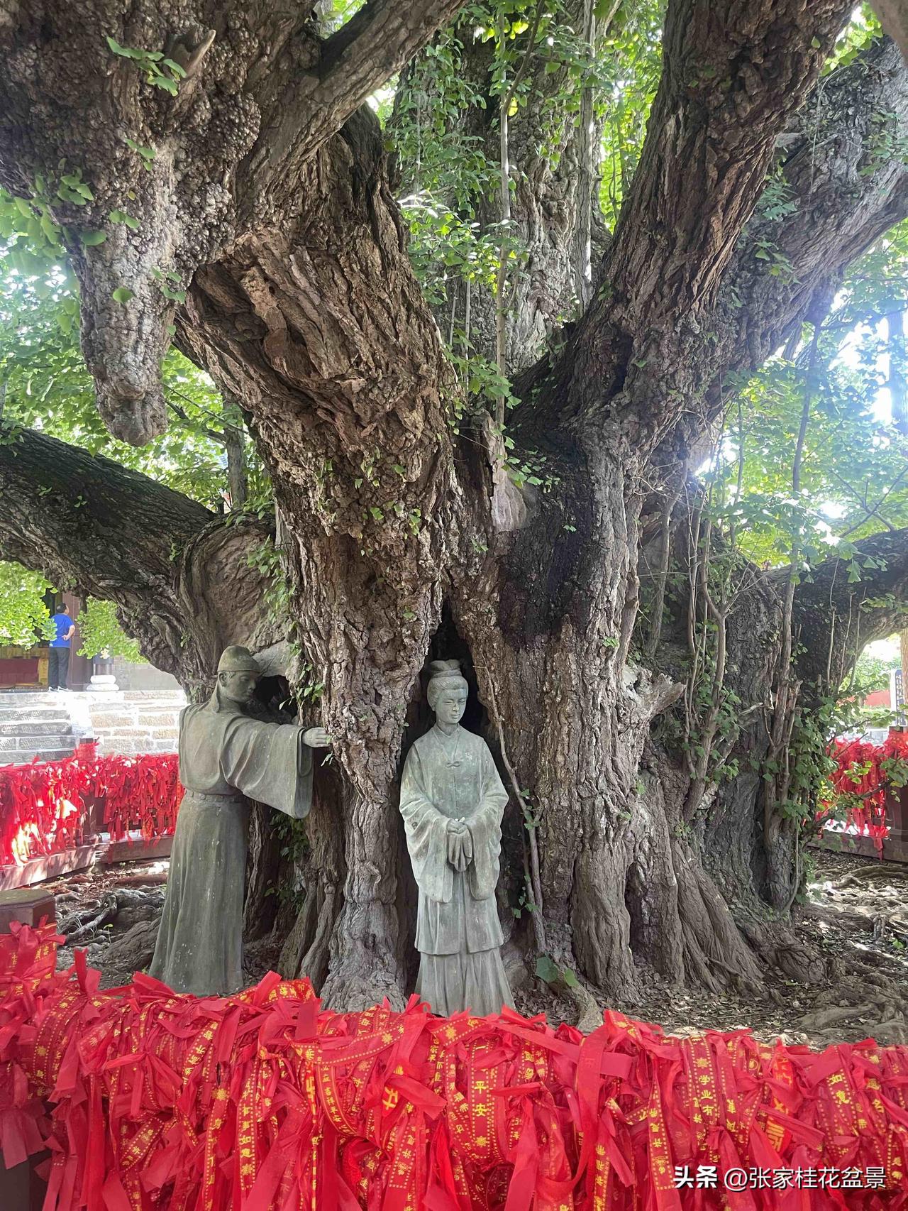 分享随手拍摄的绿植莒县浮来山四千年的银杏树，一年四季有不同的风景