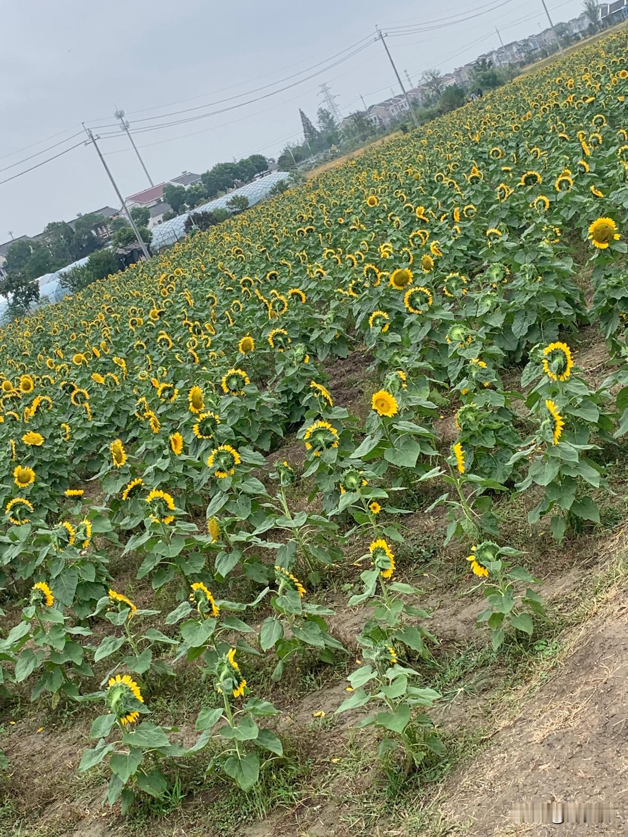 #记录秋日生活点滴#站在小桥头，满眼的葵花🌻