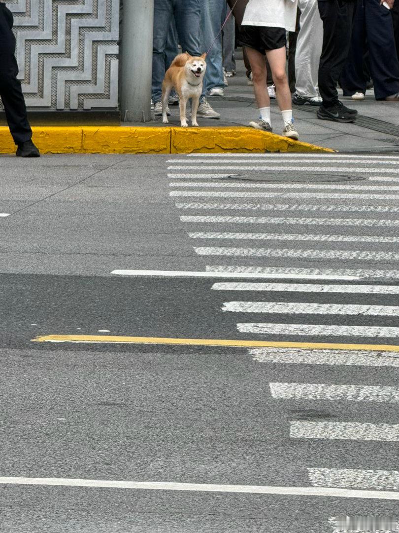 回学校见了肥猫