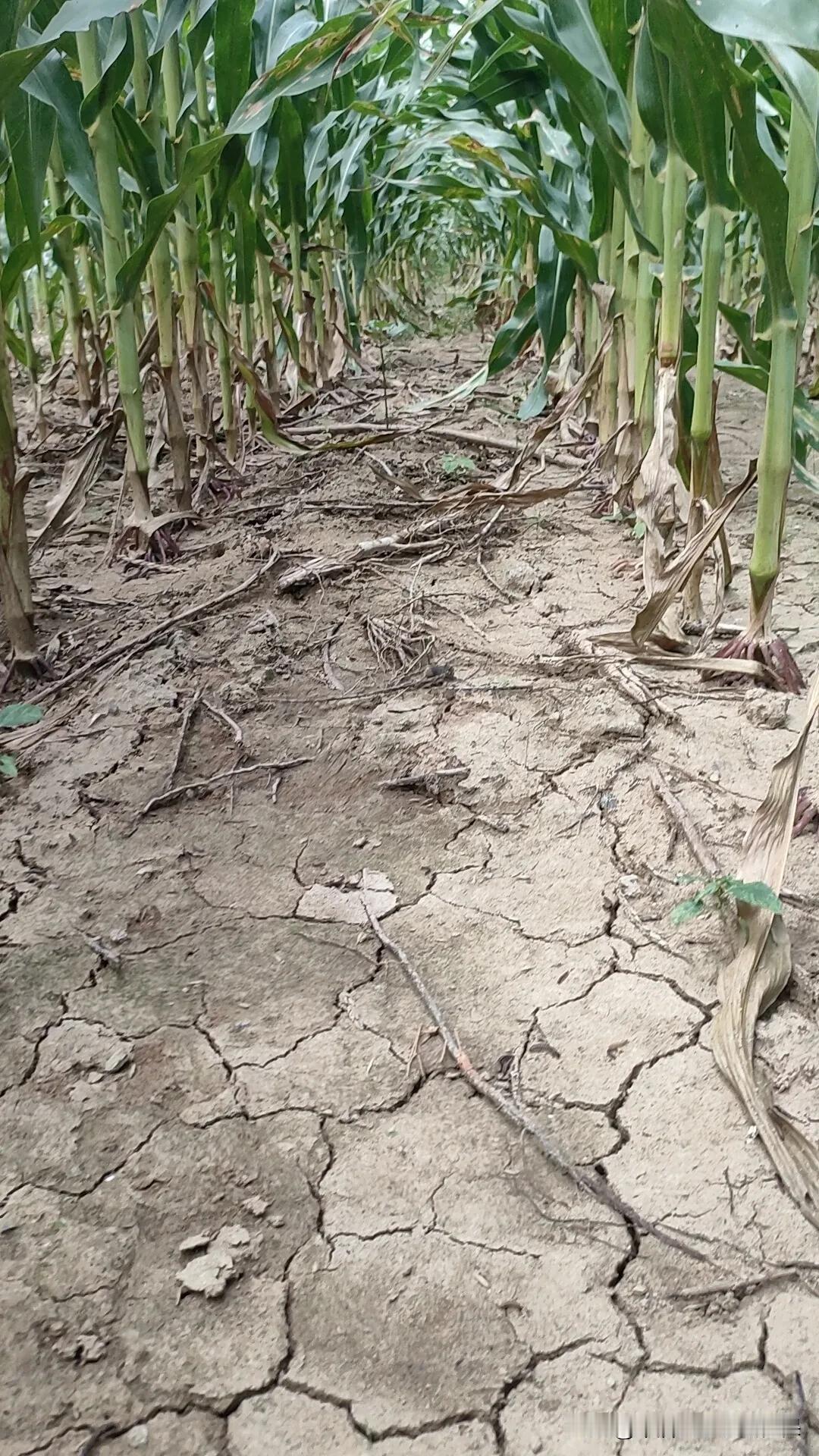 小麦封闭除草剂你买了吗？没买的先看看这个视频，以免上当受骗。
最近网上这个小麦封