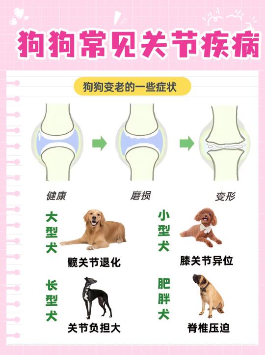 养老年犬必看！选对狗粮等于续命