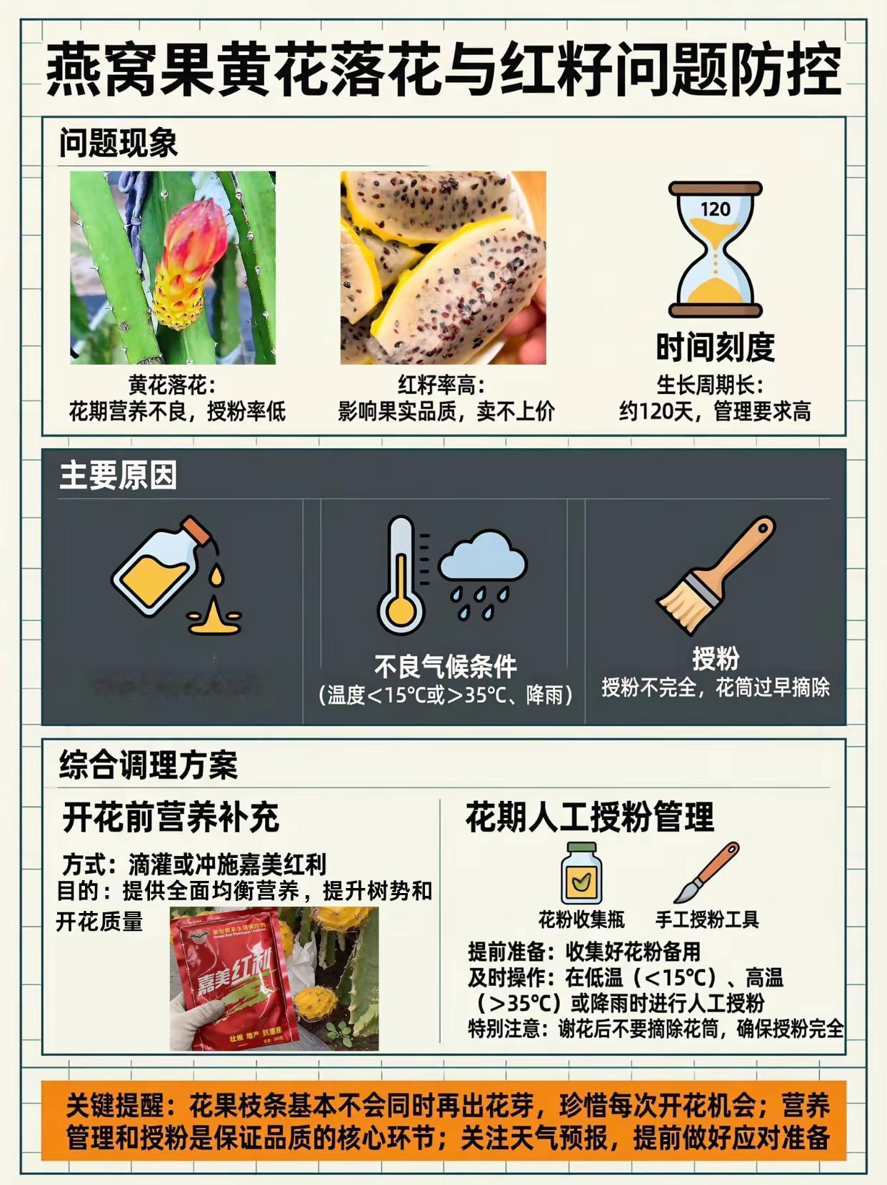 燕窝果黄花落花怎么办？。燕窝果种植 黄花