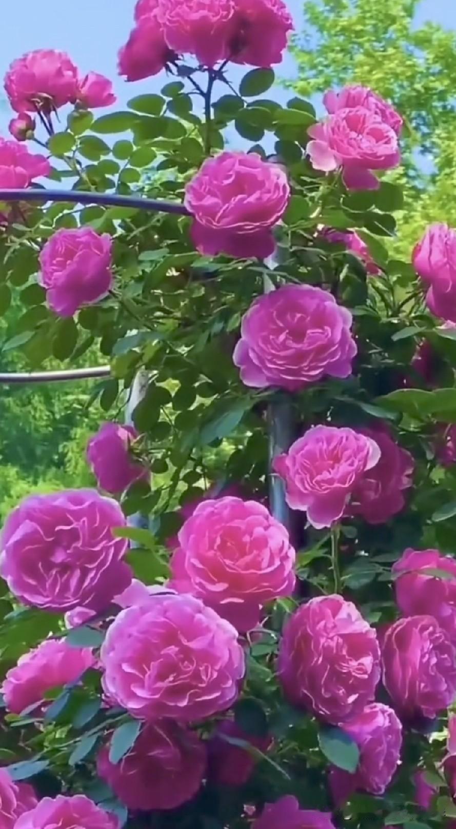 爆满院墙的藤本月季，花量一簇挨着一簇，庭院栽种这种爬藤花真的很好打理吗？