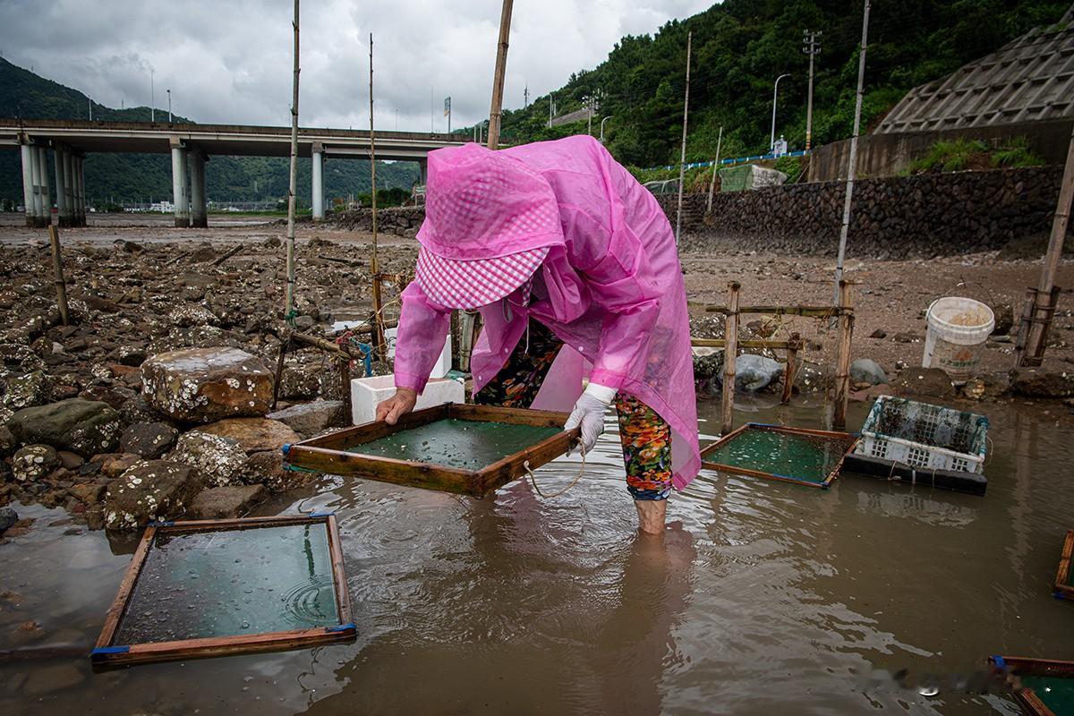 苍南黄金海岸线上的“捞苗人”
浙江苍南黄金海岸线，阴云低垂，潮水退去。一对夫妇身