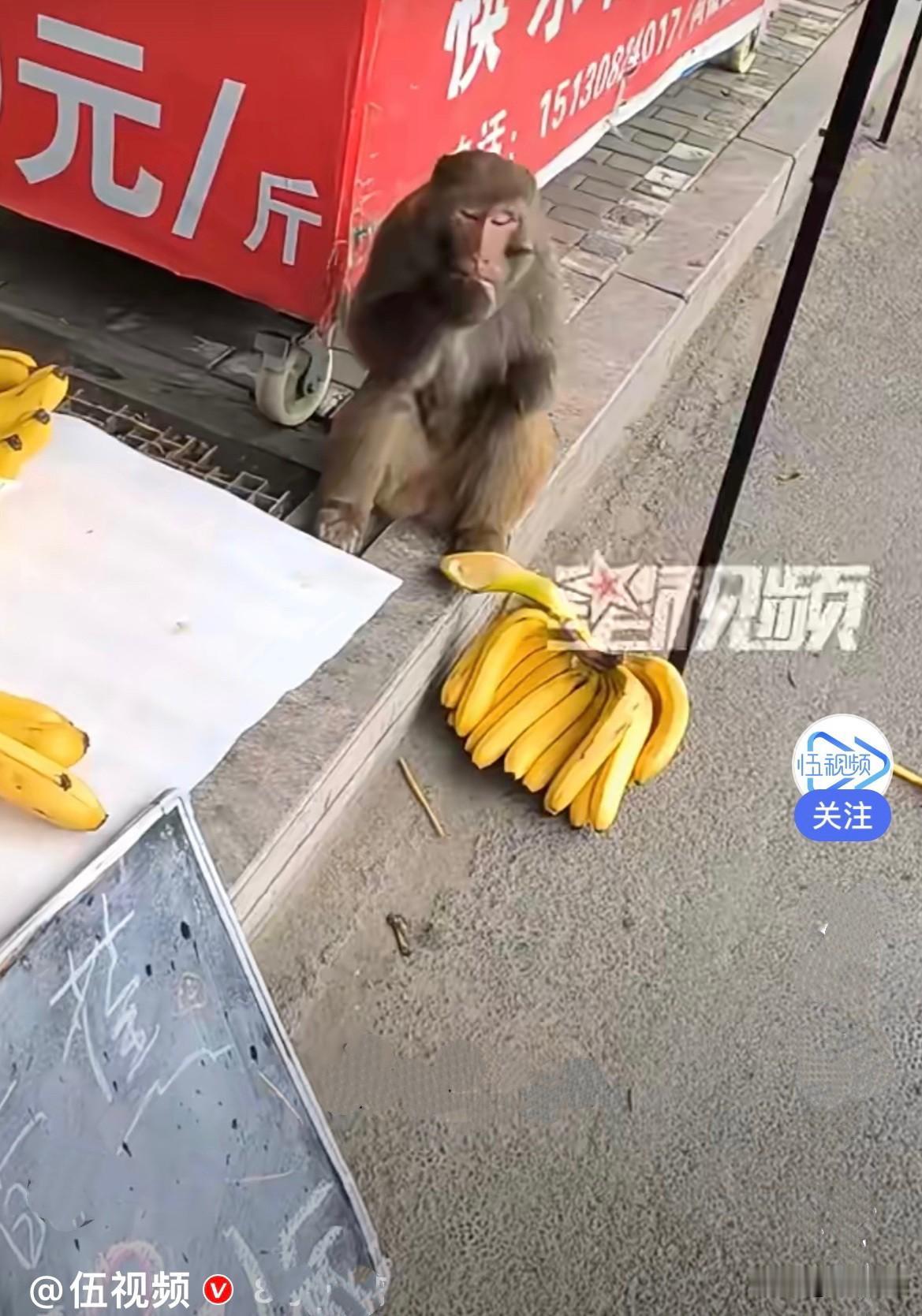 近日，河北衡水的闹市区突然闯进一只猕猴，猴子大摇大摆穿梭在人群里，目标超级明确，