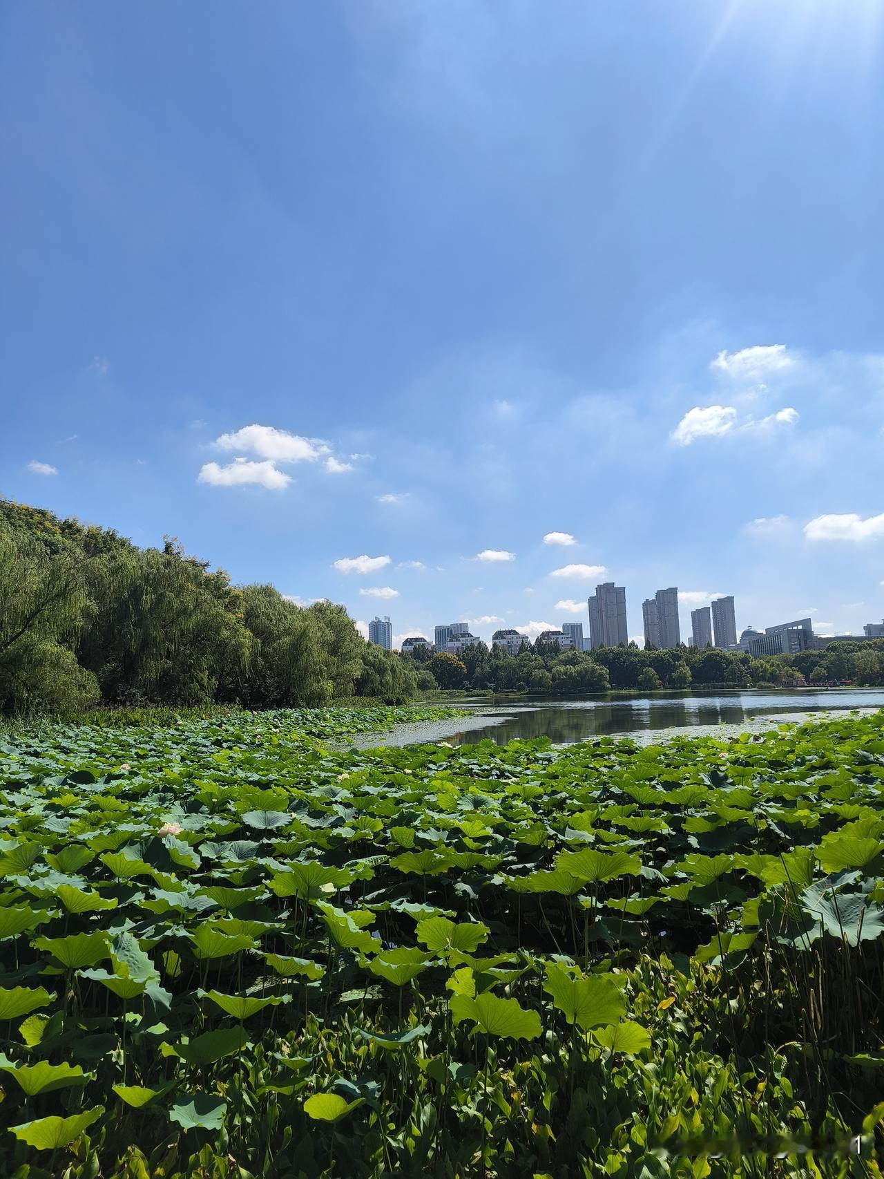 游蜀峰湾体育公园
周日上午驱车经过大蜀山脚下，瞧见不少私家车沿路停靠，想来是大伙