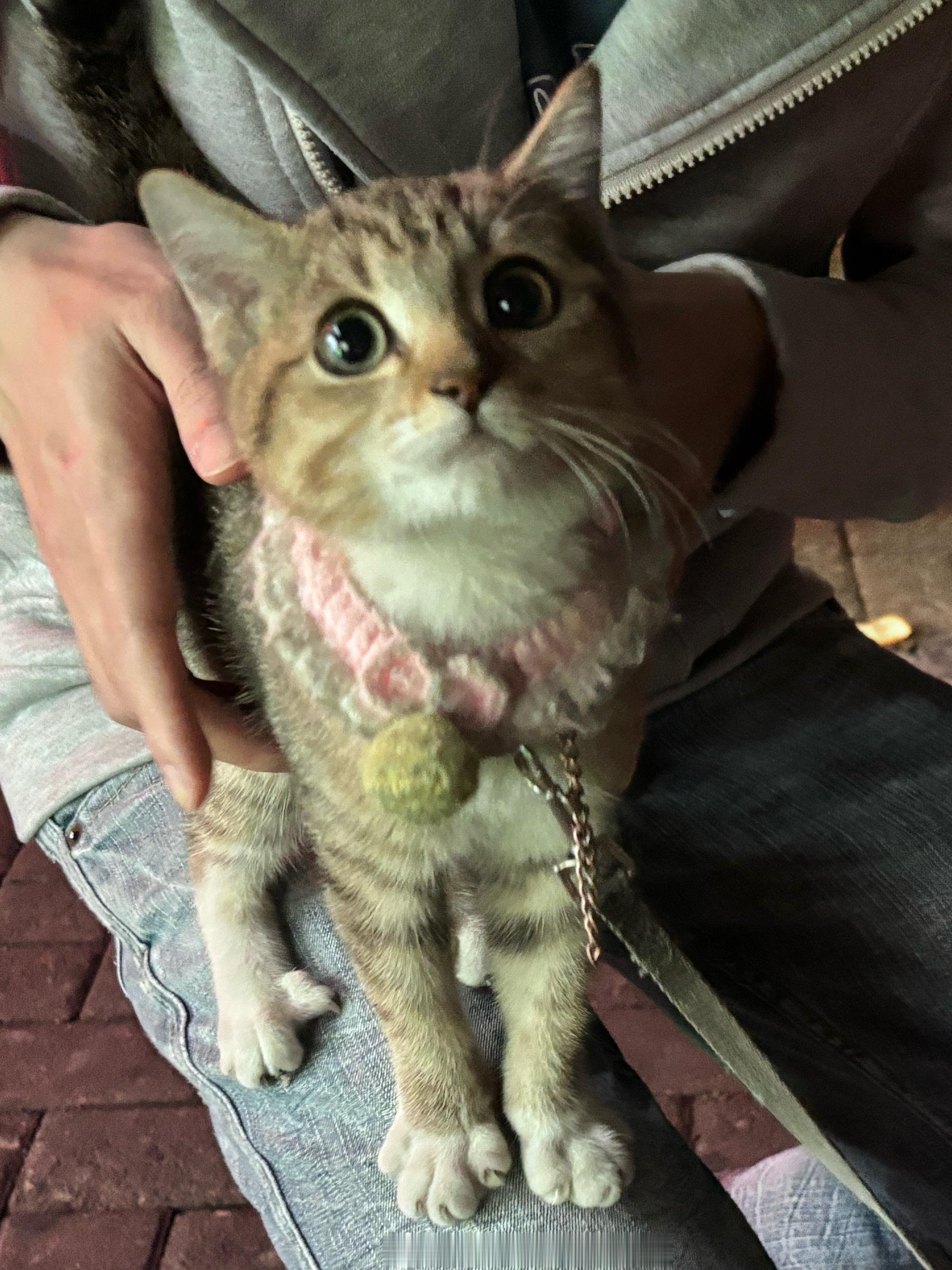 好想玩小奶猫啊会咪咪叫的那种可以一只手拎起来随便rua无力反抗那种，有时候会有点