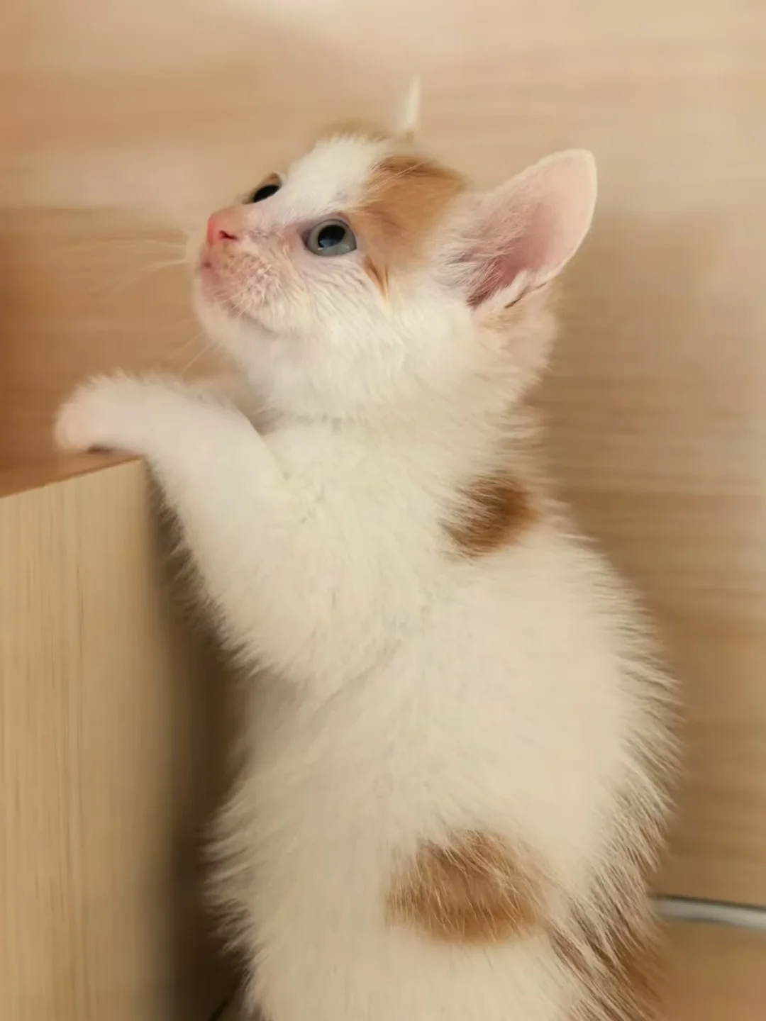 北京小猫找领养